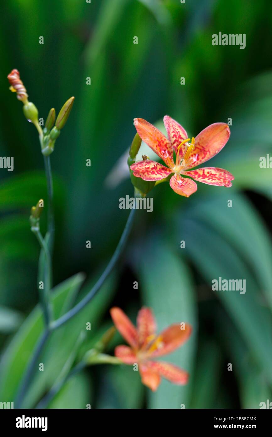 Iris domestica - Lily leopardo - Agosto Foto de stock
