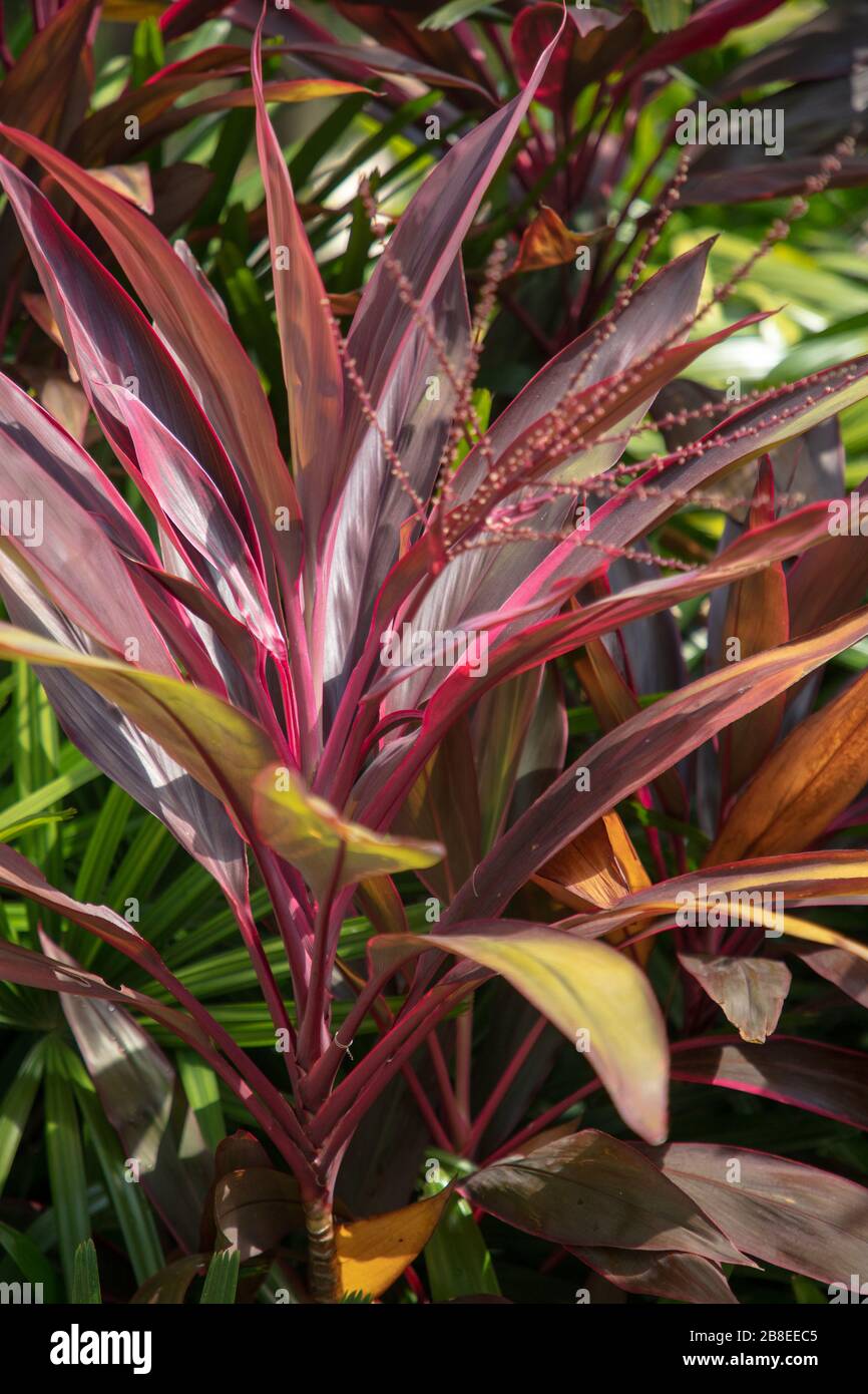 Hojas moradas coloridas de Cordyline terminalis visto al aire libre. Foto de stock