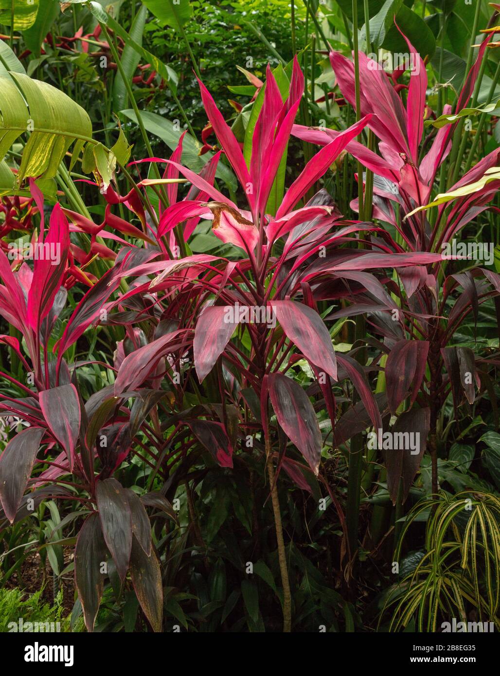 Coloridas hojas exóticas de Cordyline terminalis. Foto de stock