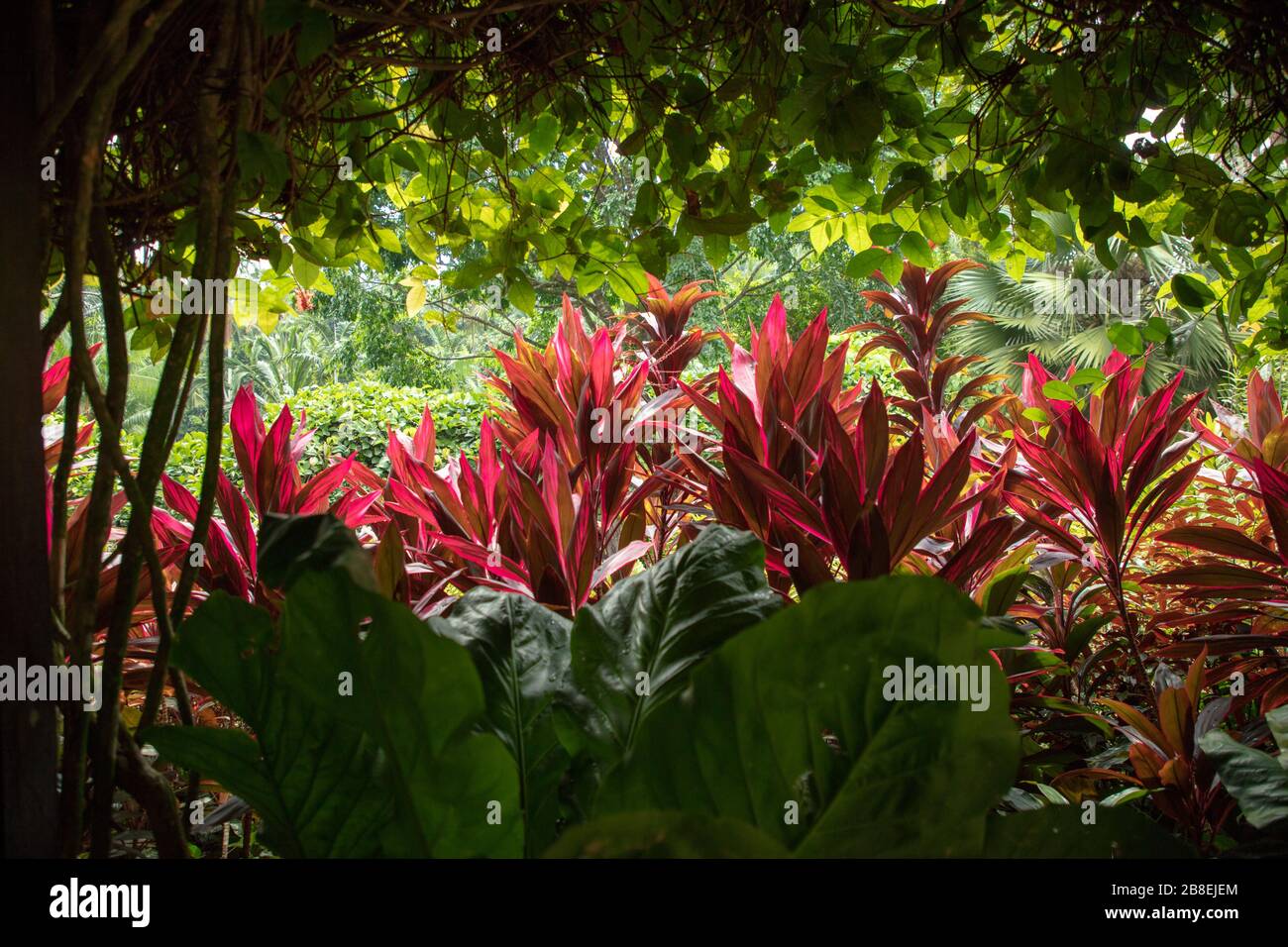 Hojas coloridas de Cordyline terminalis. Foto de stock