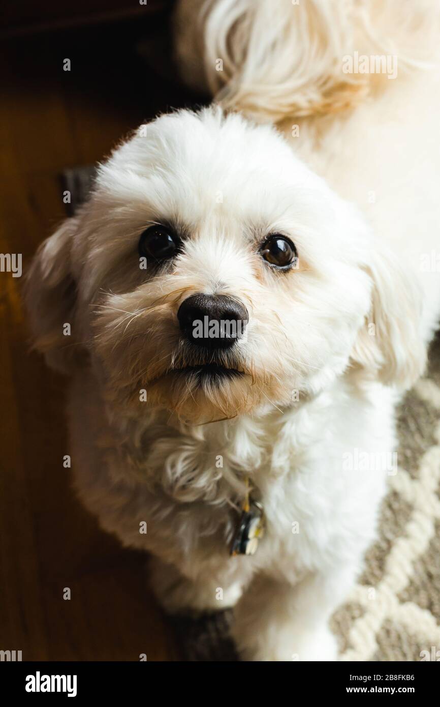 Un lindo y adorable perro cachorro mirando hacia arriba con paciencia hacia usted retrato Foto de stock