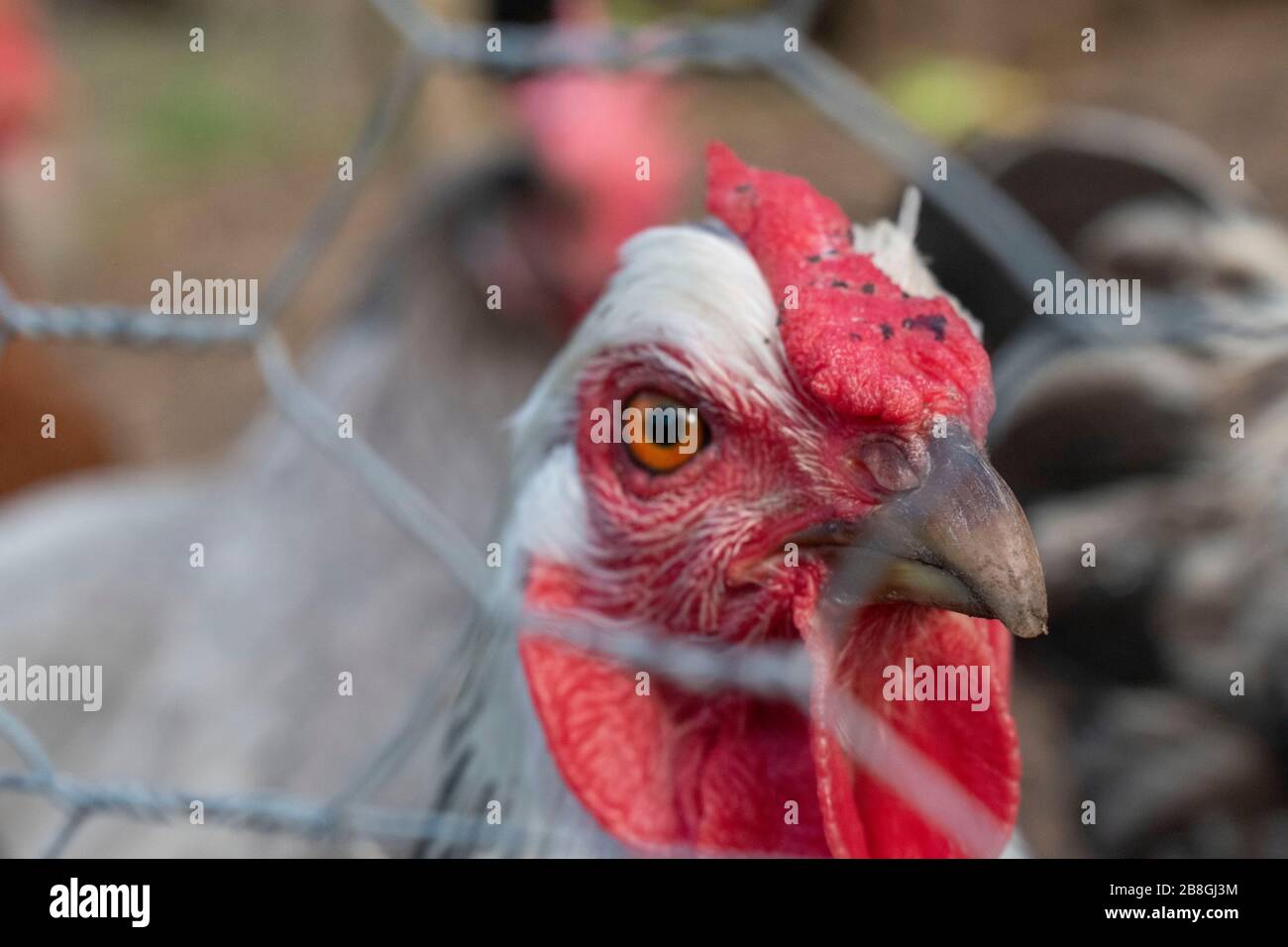 Marin County's Slide Farm tiene varias exhibiciones de animales, como esta que exhibe pollos y gallos. Foto de stock