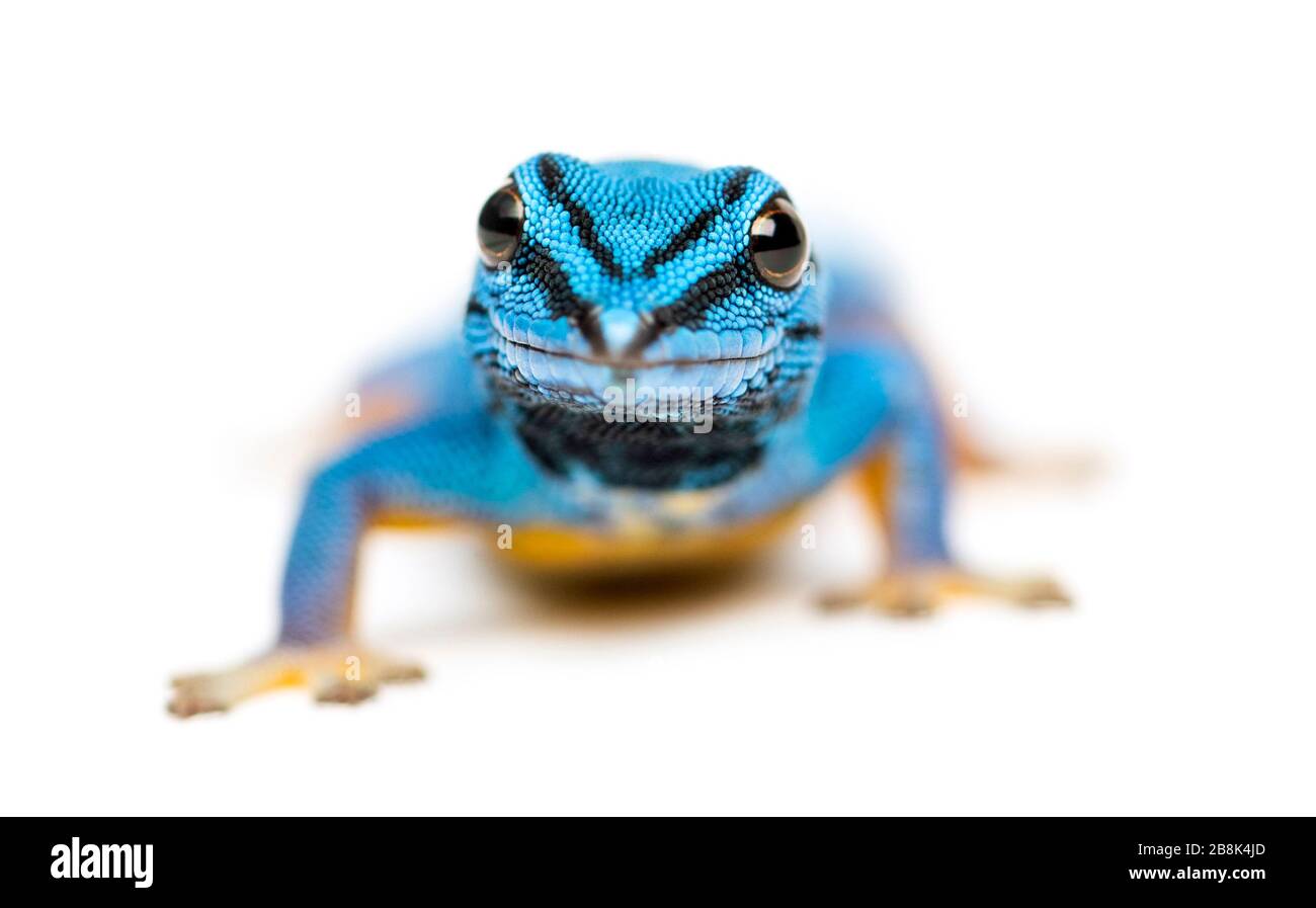 Gecko azul eléctrico, Lygodactylus williamsi, aislado Foto de stock