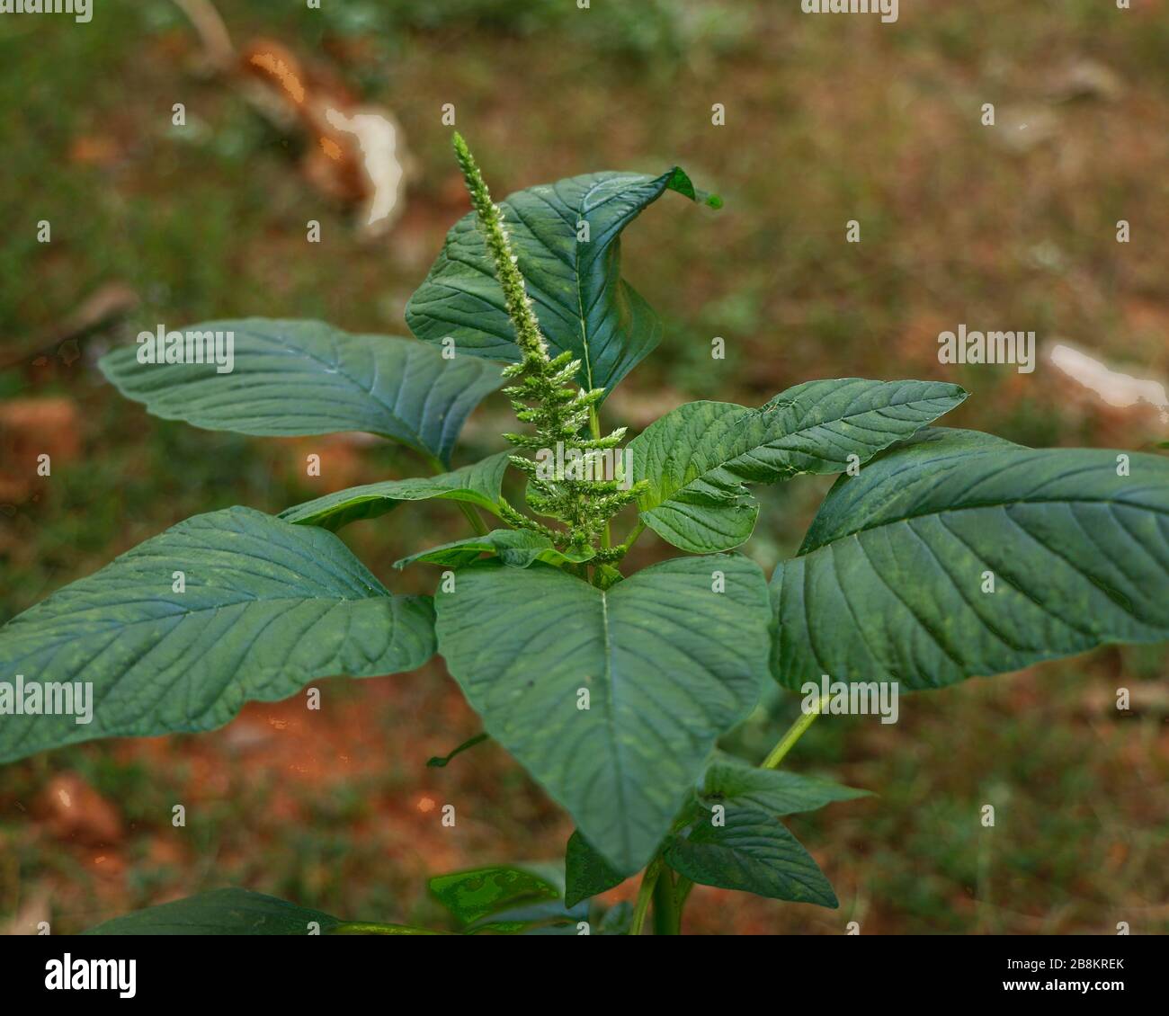 Vista de cerca de un amaranto verde (Amaranthus viridis), un vegetal de hoja saludable popular en el sur de la India. Foto de stock