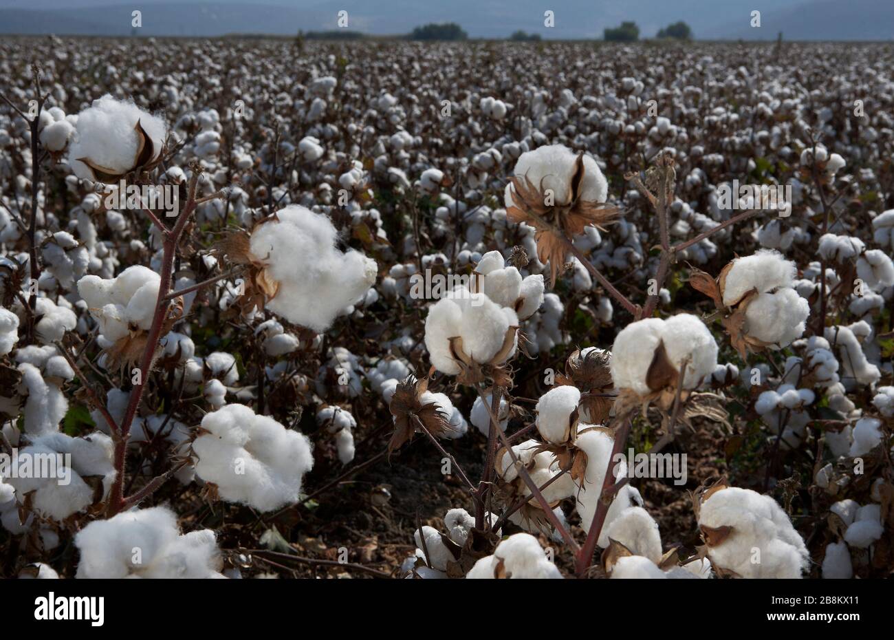 Campos De Algodon Listos Para La Cosecha Fotografia De Stock Alamy