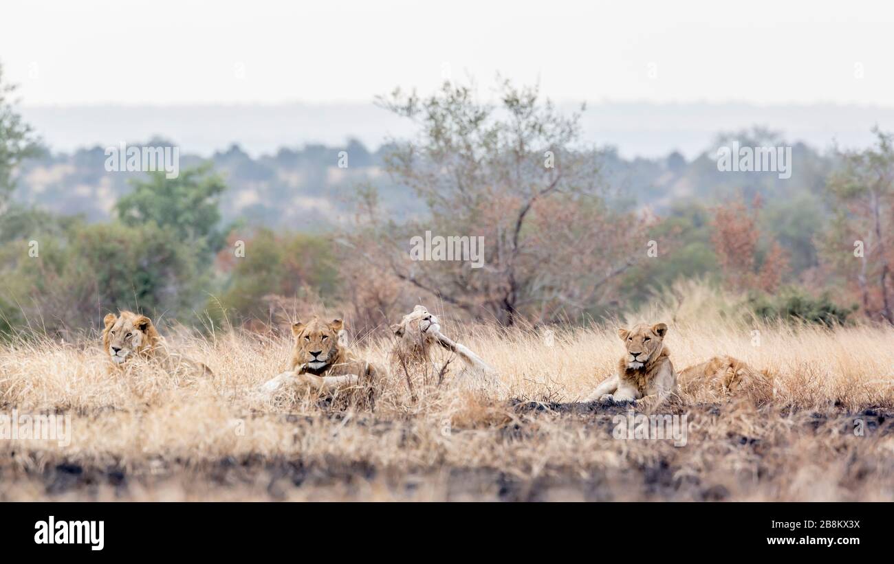 Orgullo del león africano descansando en la sabana de la mañana en el Parque Nacional Kruger, Sudáfrica ; especie Panthera leo familia de Felidae Foto de stock