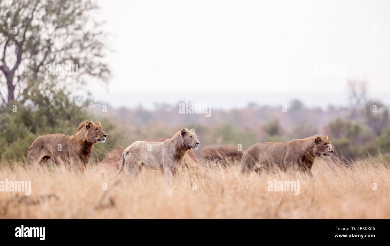 Orgullo de león africano con león blanco en movimiento en el Parque Nacional Kruger, Sudáfrica ; especie Panthera leo familia de Felidae Foto de stock