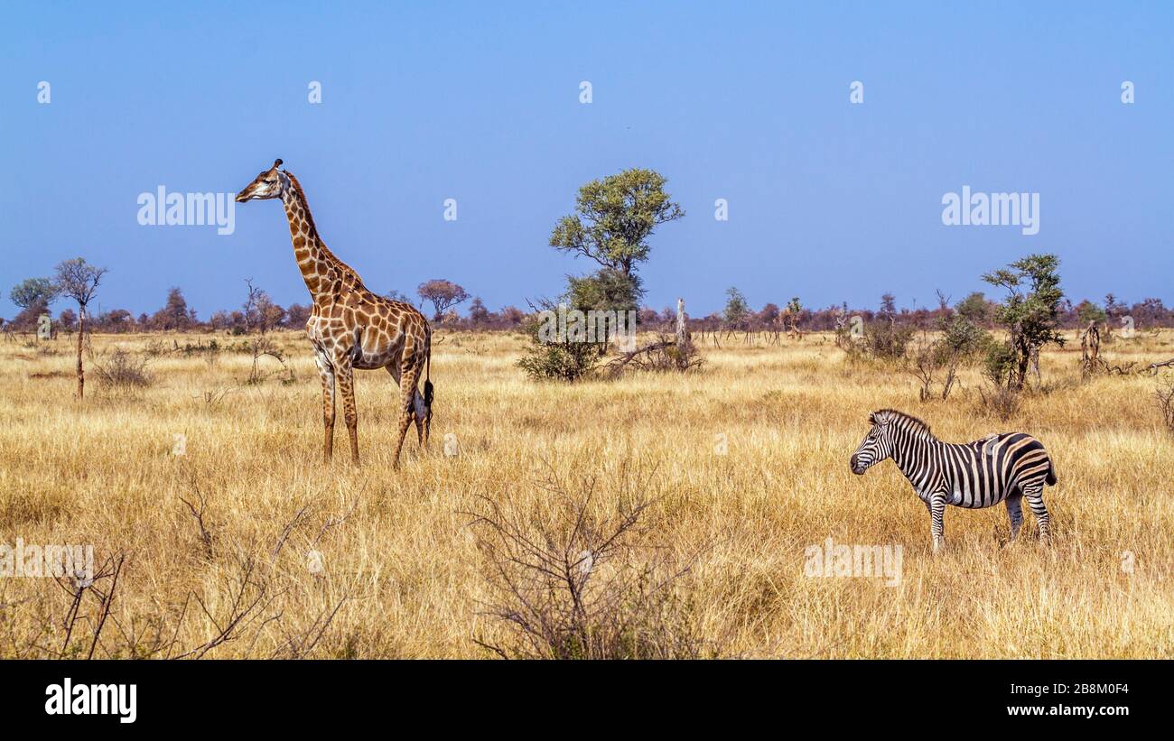 Jirafa y llanuras cebra en el paisaje de sabana seca en el Parque Nacional Kruger, Sudáfrica ; especie Giraffa camelopardalis familia de Giraffidae Foto de stock