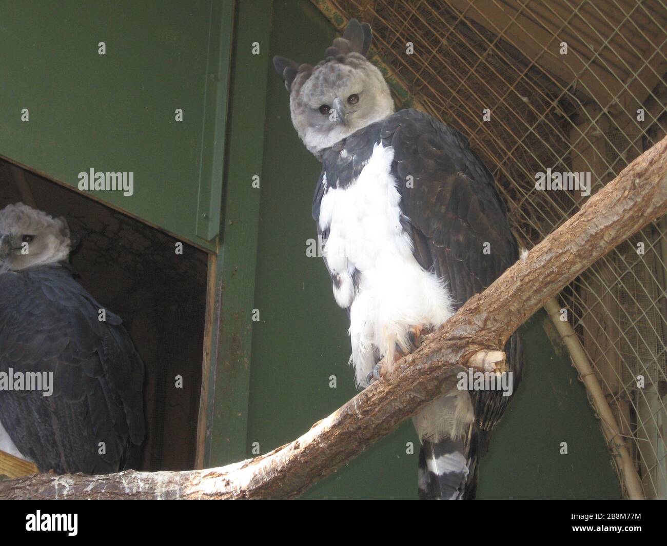 Harpia harpyja Inglés: El Águila Harpía (también llamado el águila arpía  americana) en el Zoológico de la ciudad de Oklahoma, .; 18 de octubre  de 2007 (fecha de carga original); trasladado desde