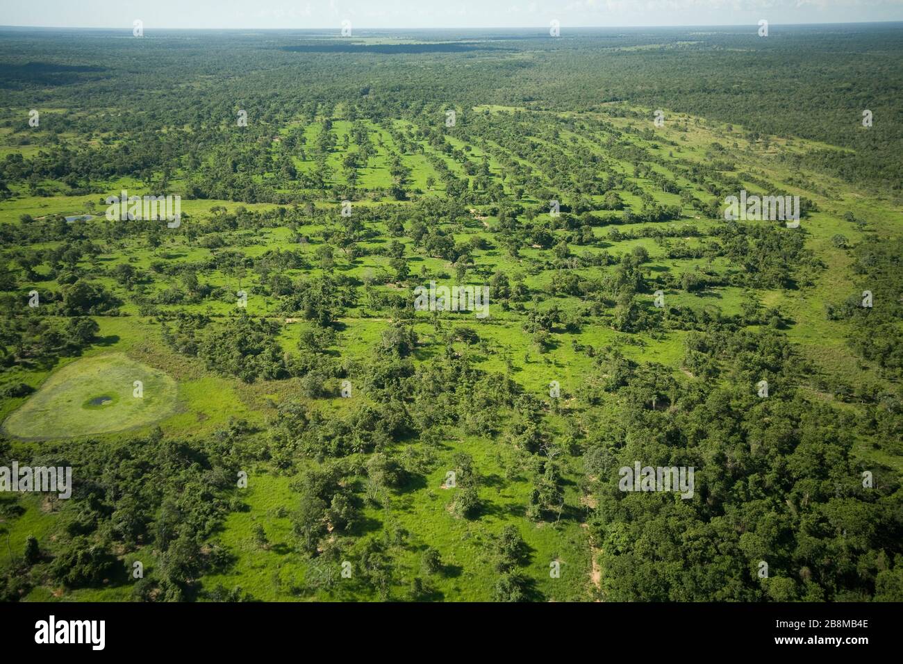 área de pecuária com pastagem e árvores, áreas de bosque separadas con relieve poco bajado con campo, Aquidauana, Mato Grosso do Sul, Brasil Foto de stock