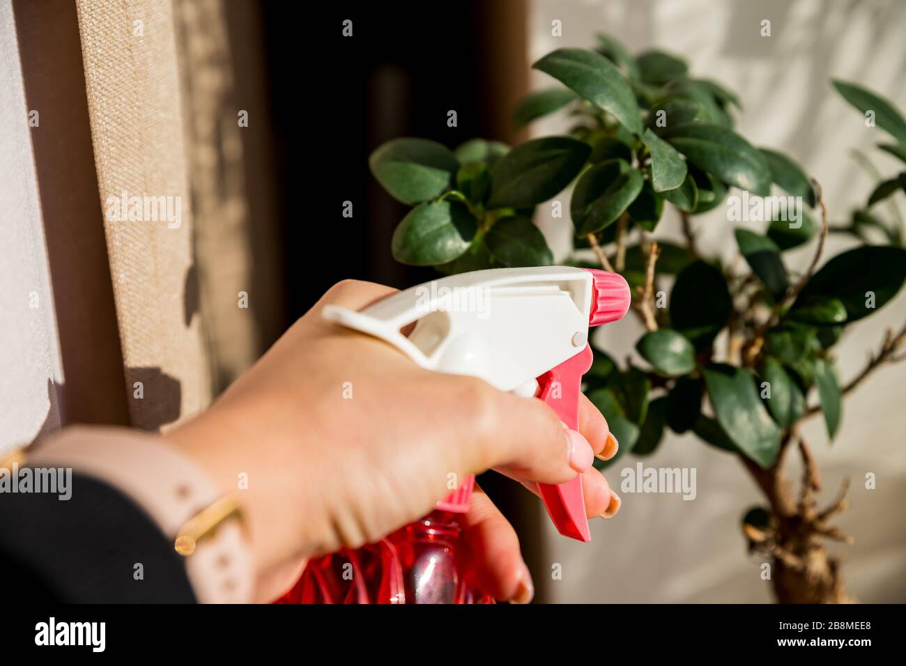 Pulverizar a mano plantas domésticas con una botella de aerosol.planta y  agua rociada al lado de la ventana salpicada por la luz del sol, jardinería  interior. Rociar la planta a mano Fotografía