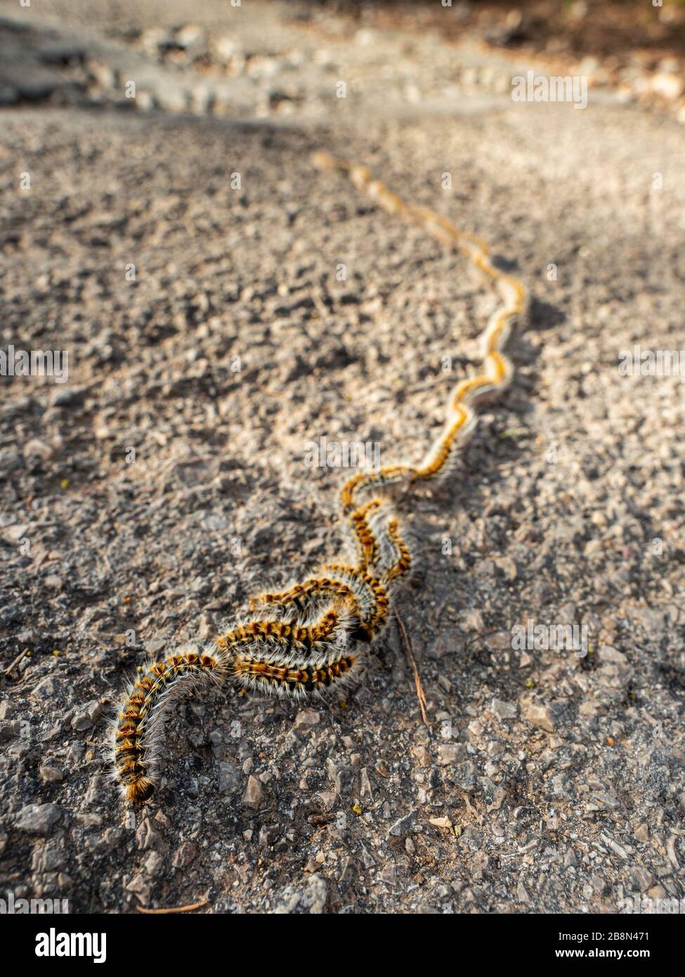 Orugas peludas arrastrándose en fila en un camino en el parque y gente  alarmante. Spains animal más peligroso - la polilla procesionaria de pino  en processio Fotografía de stock - Alamy