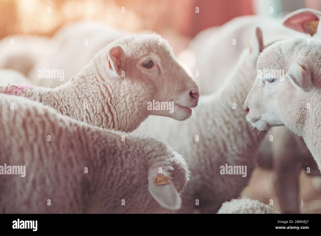 Cordero en el corral de ovejas en la granja lechera, cute animales jóvenes en paddock Foto de stock