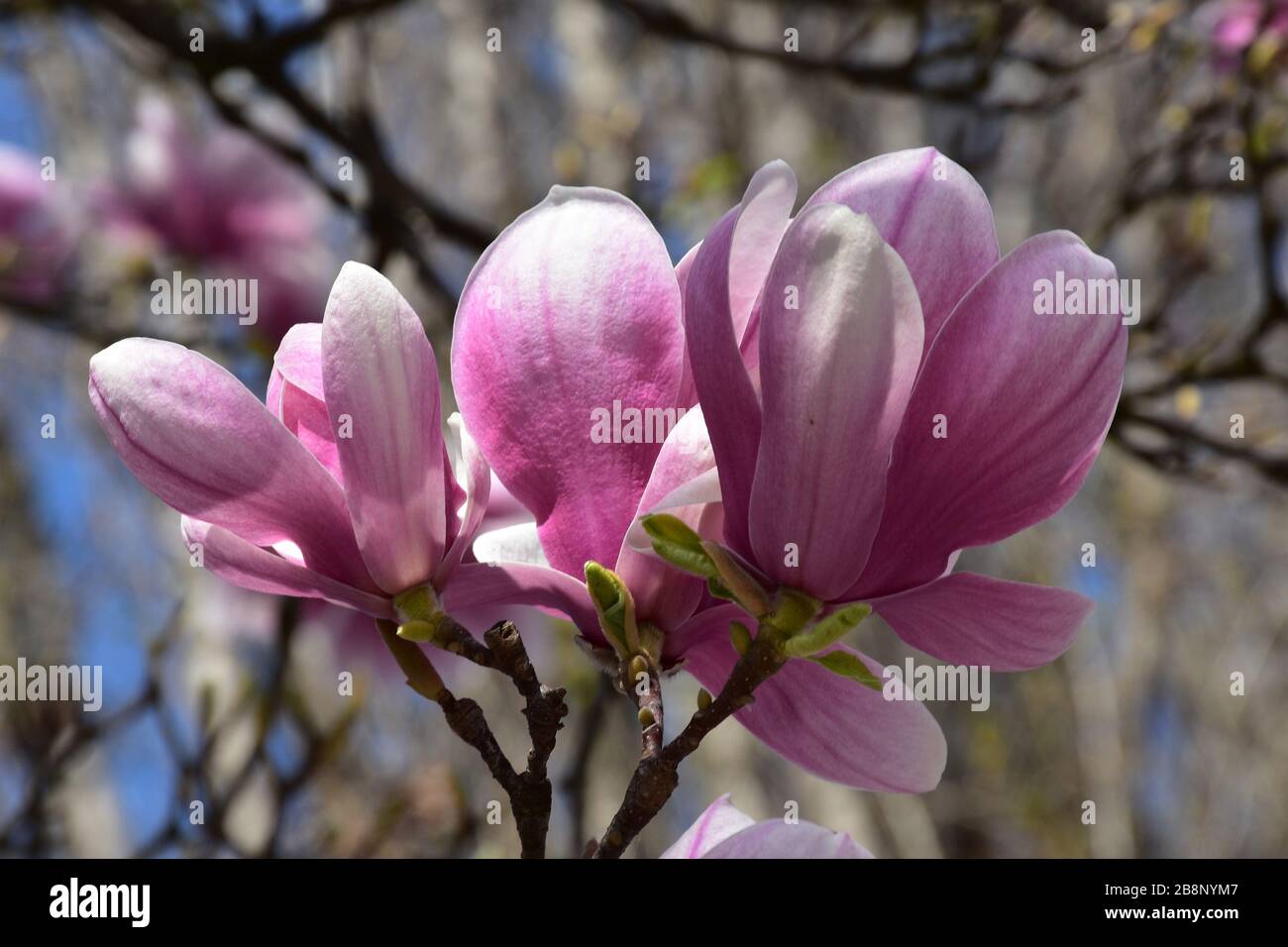 Tres magnolias flores en un árbol, lado a lado Fotografía de stock - Alamy