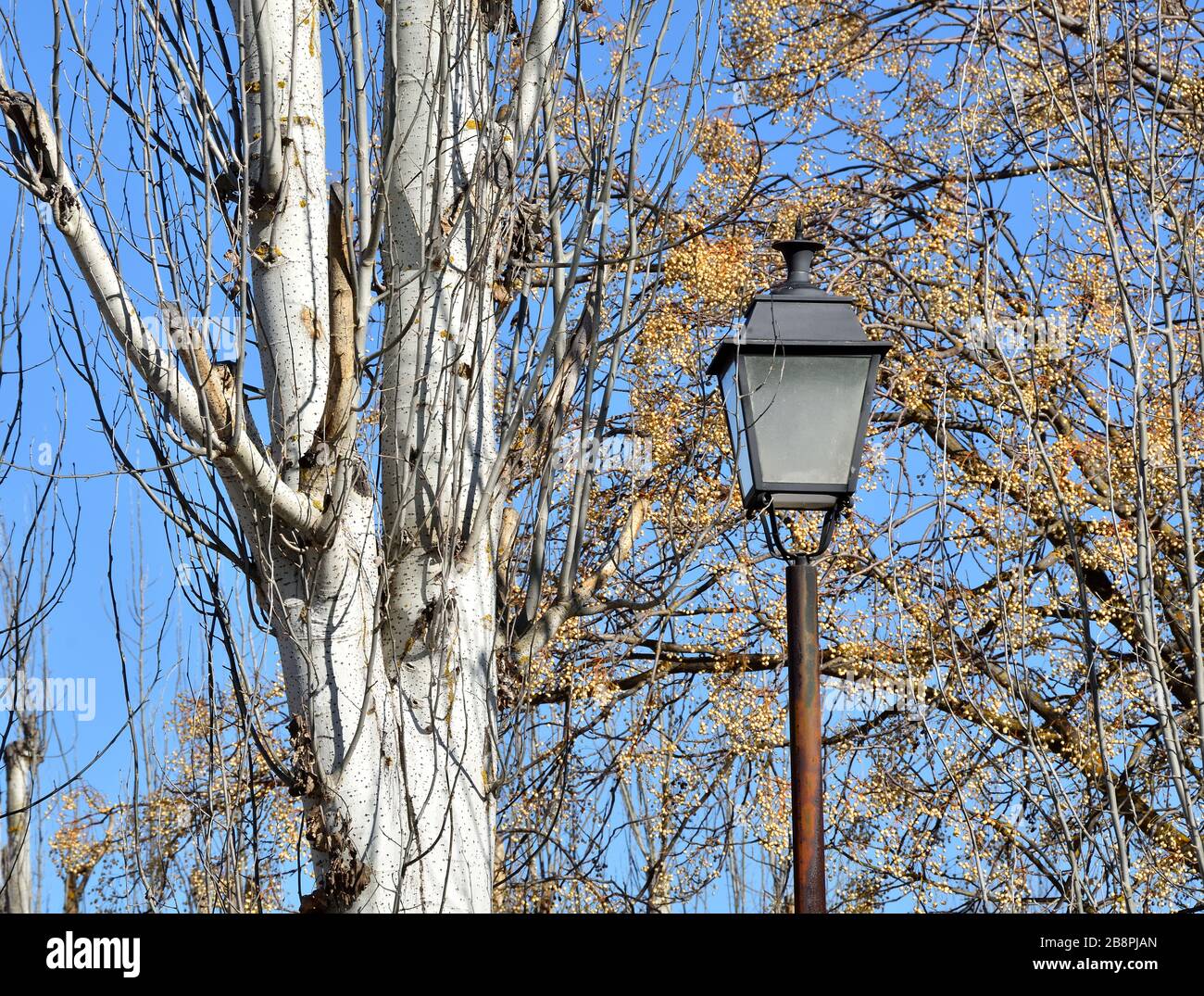 Farola junto a un árbol sin hojas en un parque de Granada en invierno  Fotografía de stock - Alamy