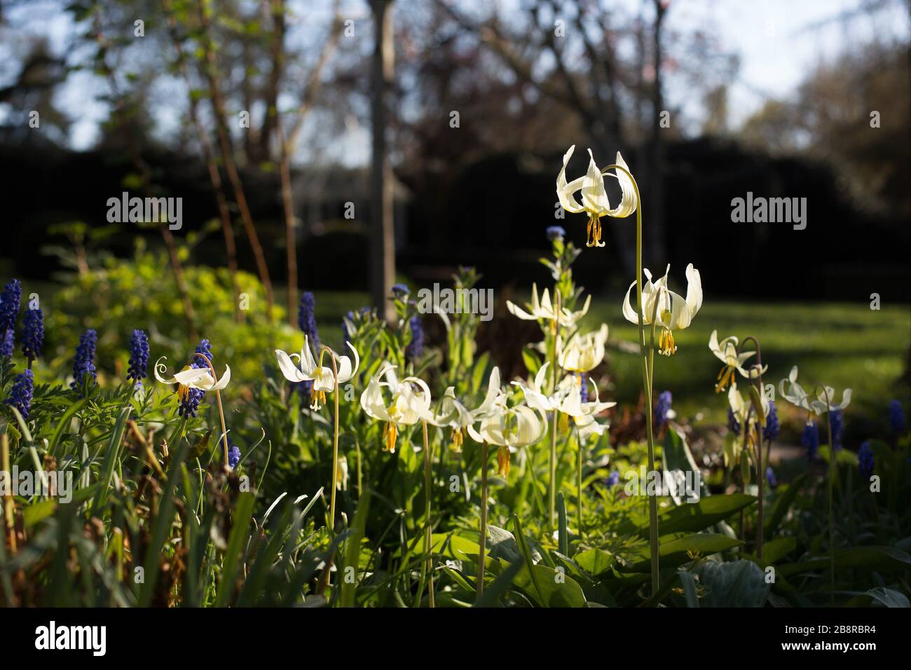 Erythronium oregonum - Lirio blanco gigante del peón - creciendo en un jardín con Muscari - jacintos de la uva. Foto de stock