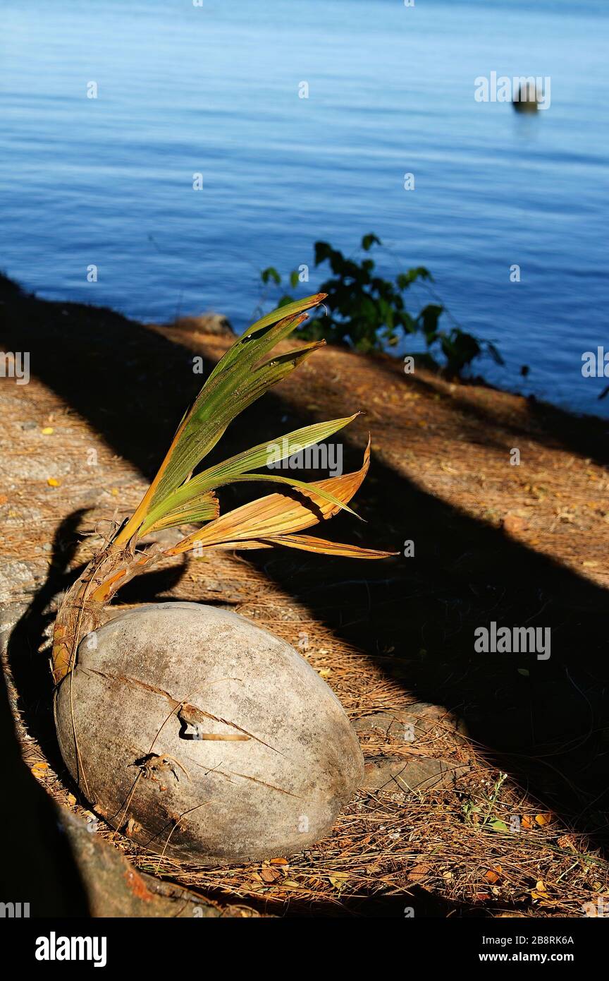 Primer plano de una concha de coco en Palau Foto de stock