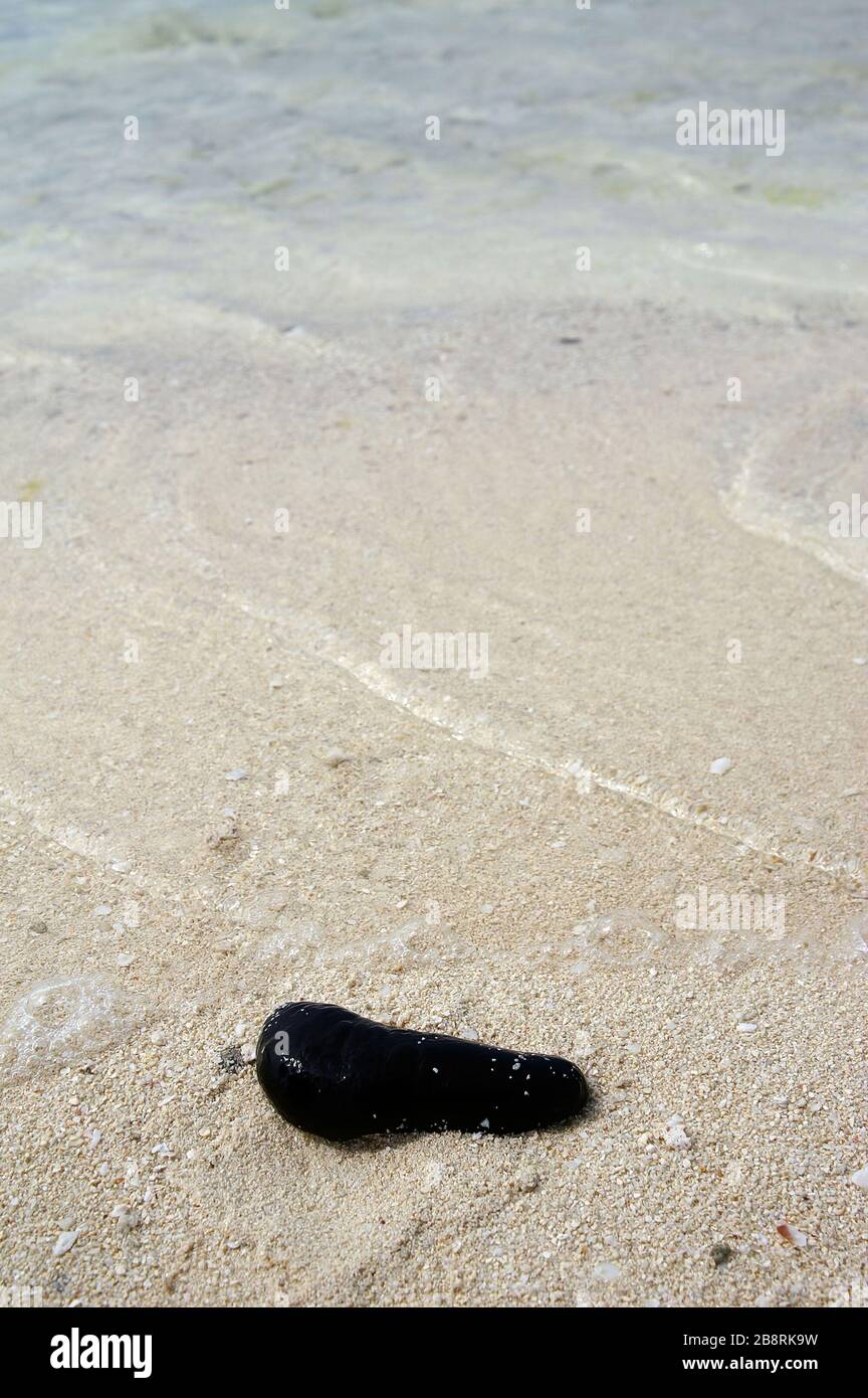 Cerca de sea pepino en una playa en Palau Foto de stock