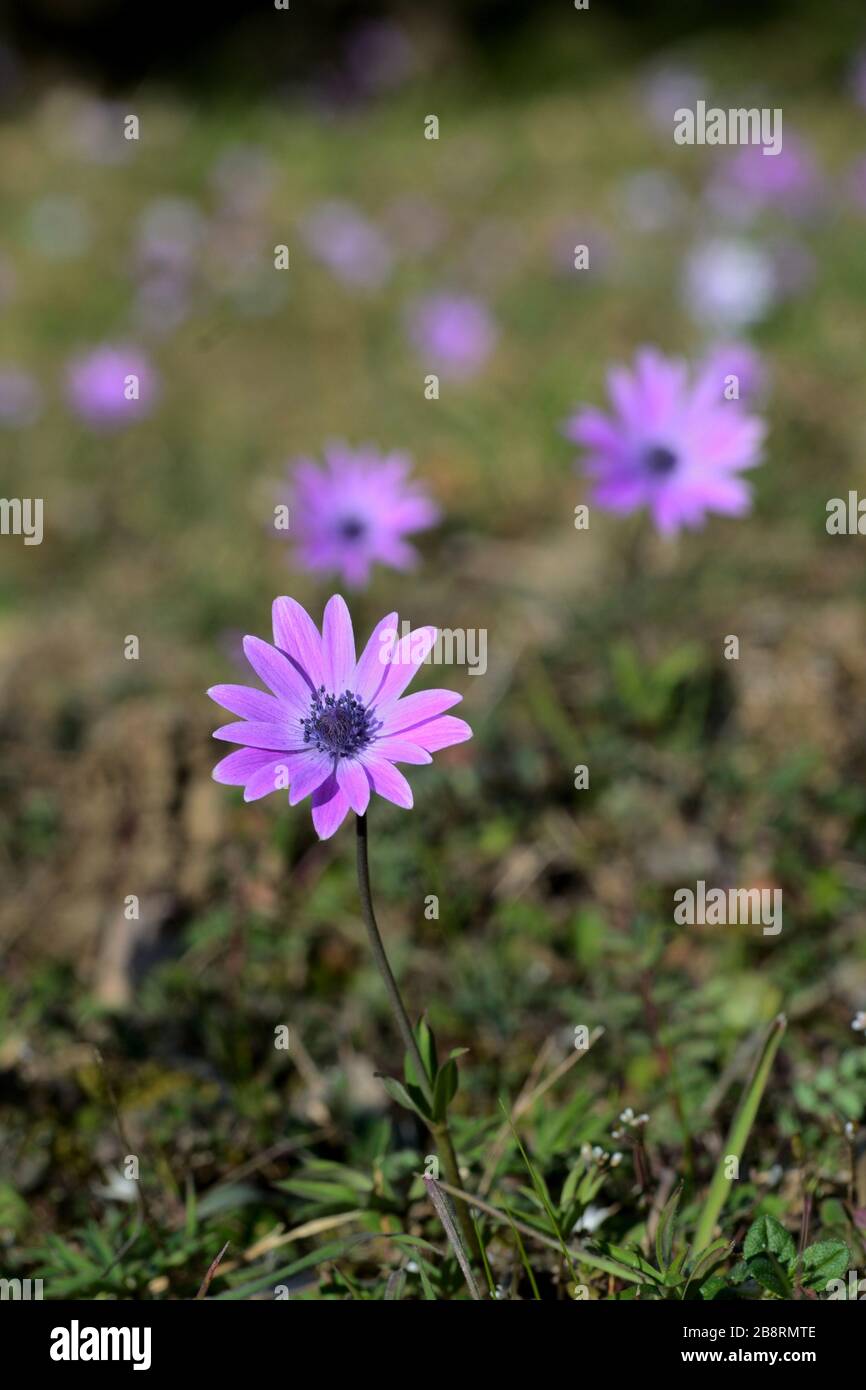 Primer plano de Anemone rosa salvaje en un prado soleado en primavera Foto de stock