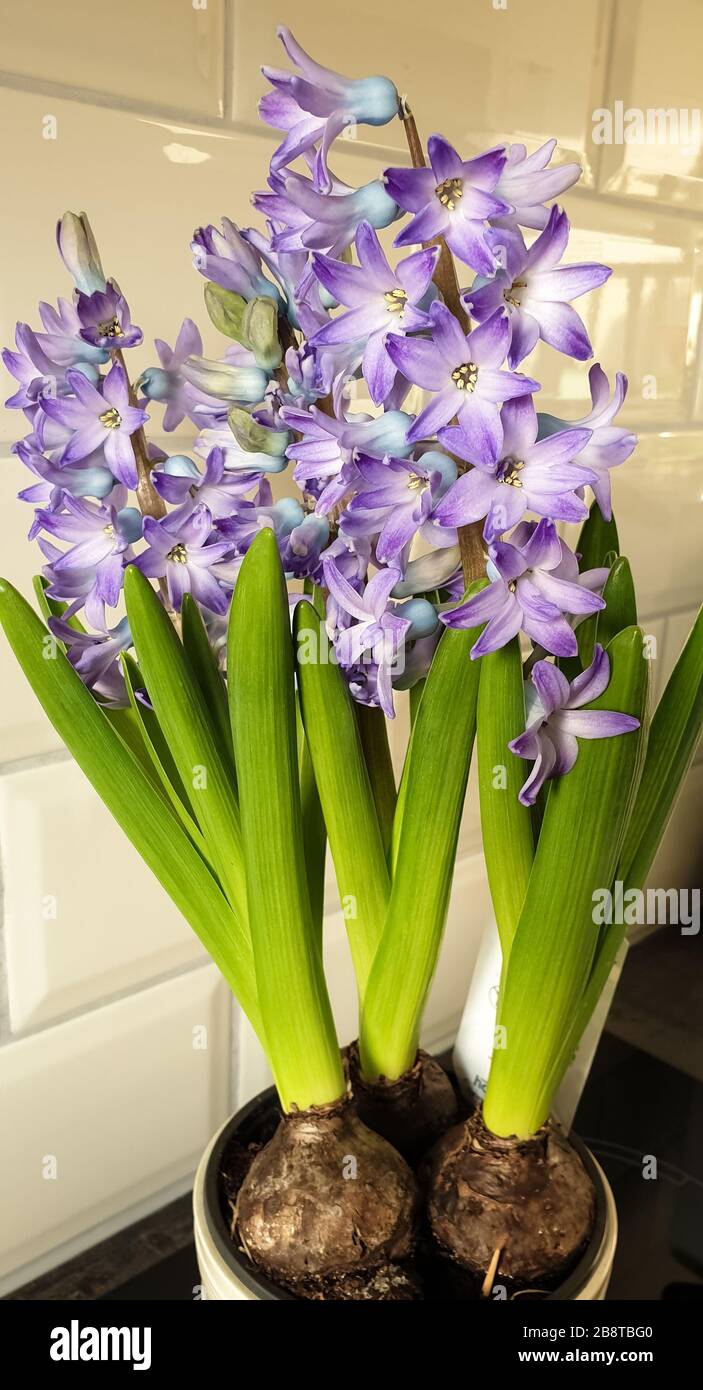 Flor de jacinto lila azul (Hyacinthus orientalis) que crece a partir de  bulbos Fotografía de stock - Alamy