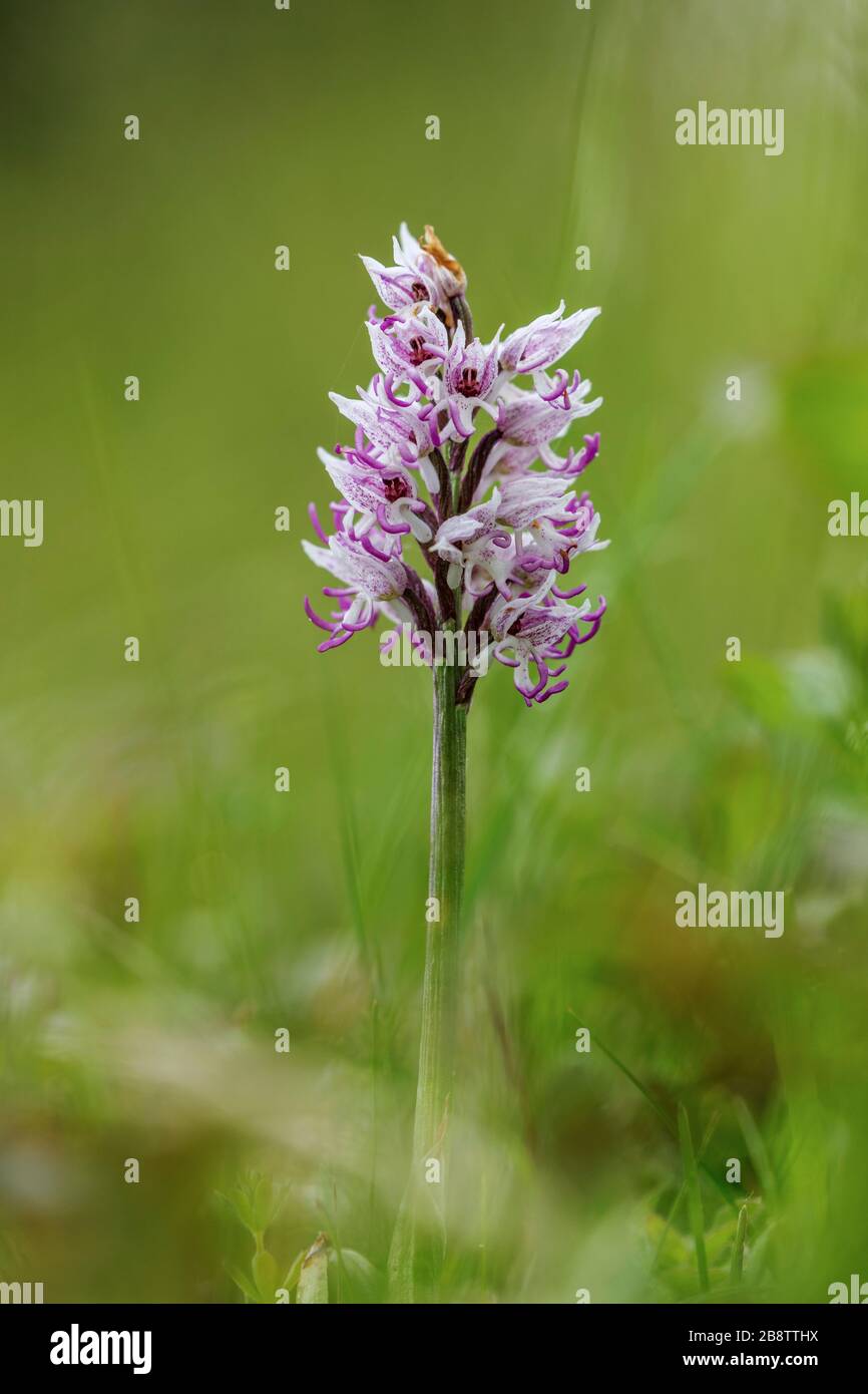 Orquídea mono; Orchis simia; Flor; Reino Unido Fotografía de stock - Alamy