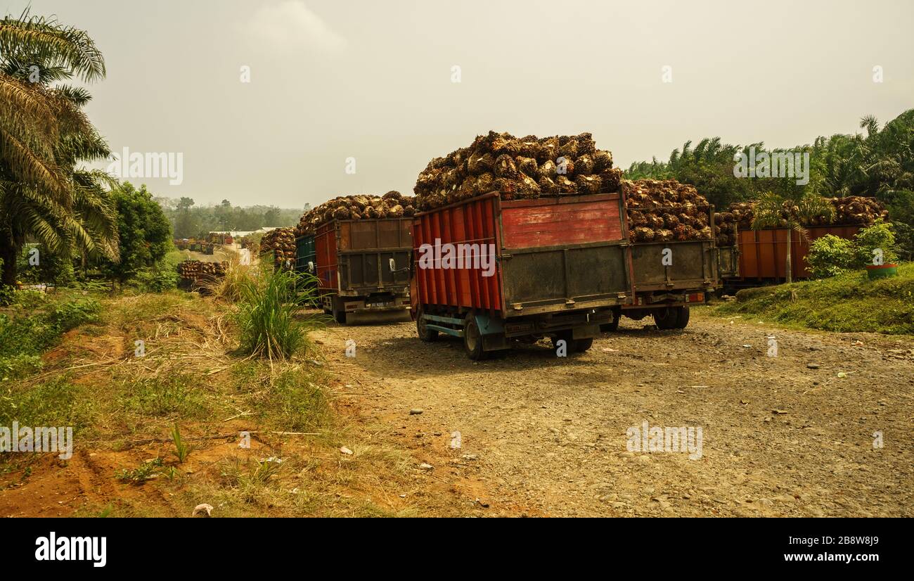 Camiones cerca de la fábrica de aceite de palma en la provincia de Bengkulu, Sumatra, Indonesia. Cortar y quemar la destrucción de los bosques, la neblina es el principal problema ambiental en Sumatra. Foto de stock