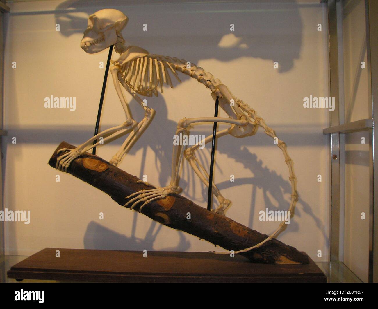 Inglés: esqueleto de mono, la sección de la anatomía comparada, Museo de  Patología, UoA FMHS; noviembre de 2007; el propio trabajo (título original:  self-made); Winstonwolfe en Wikipedia en Inglés); ' Fotografía de