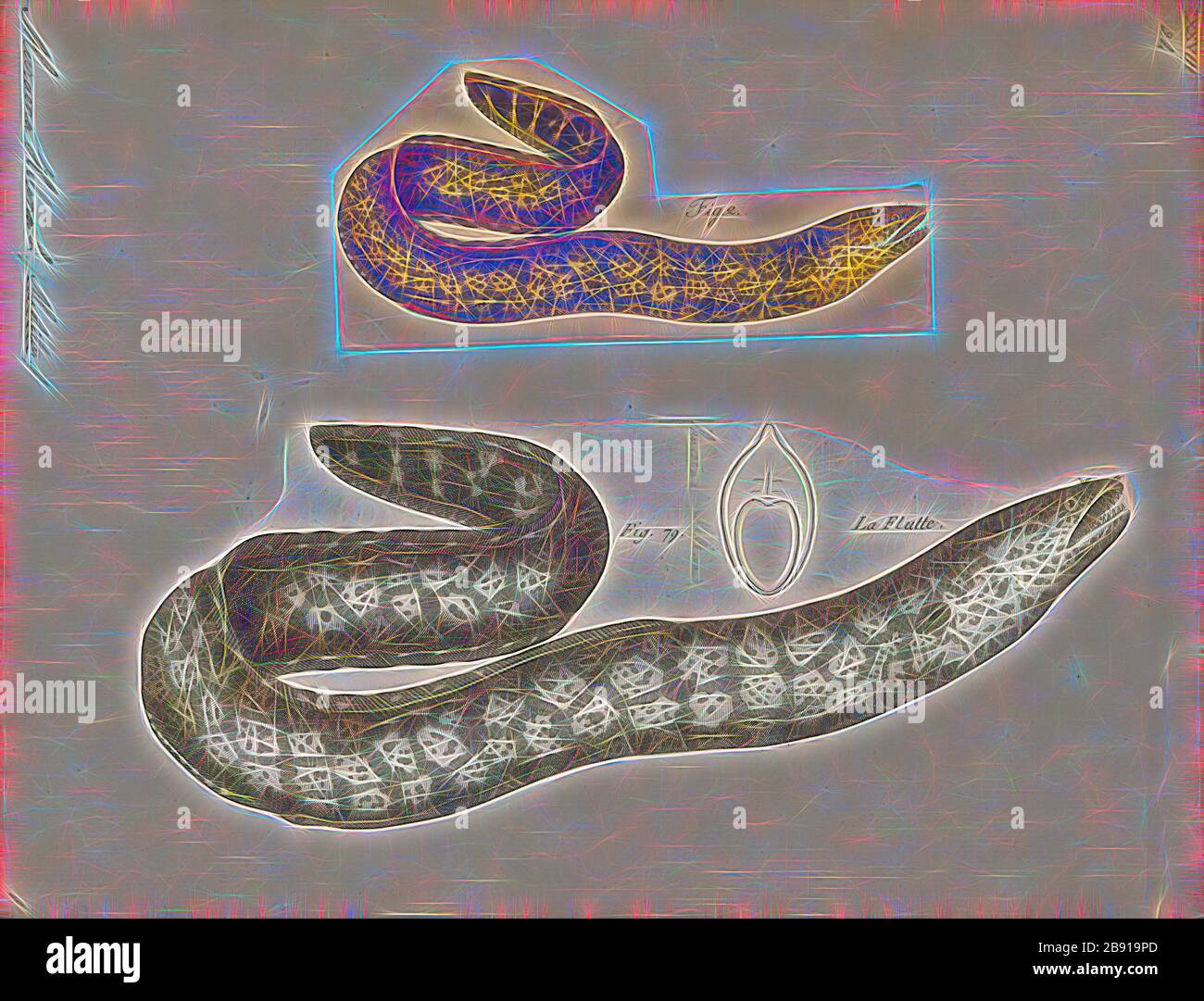 Muraena Helena Print La Moray Mediterranea Tambien Llamada Anguila Romana Muraena Helena زريمباية Es Un Pez De La Familia De Las Anguilas Morenas Tiene Un Cuerpo Largo Parecido A La Anguila Y