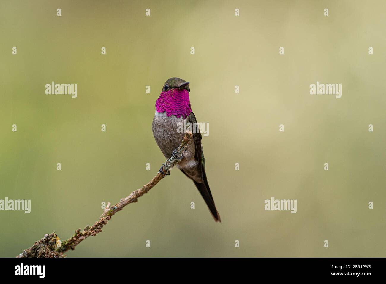 Un macho Amatista Woodstar (Calliphlox amethystina) mostrando sus plumas de garganta rosa brillante Foto de stock
