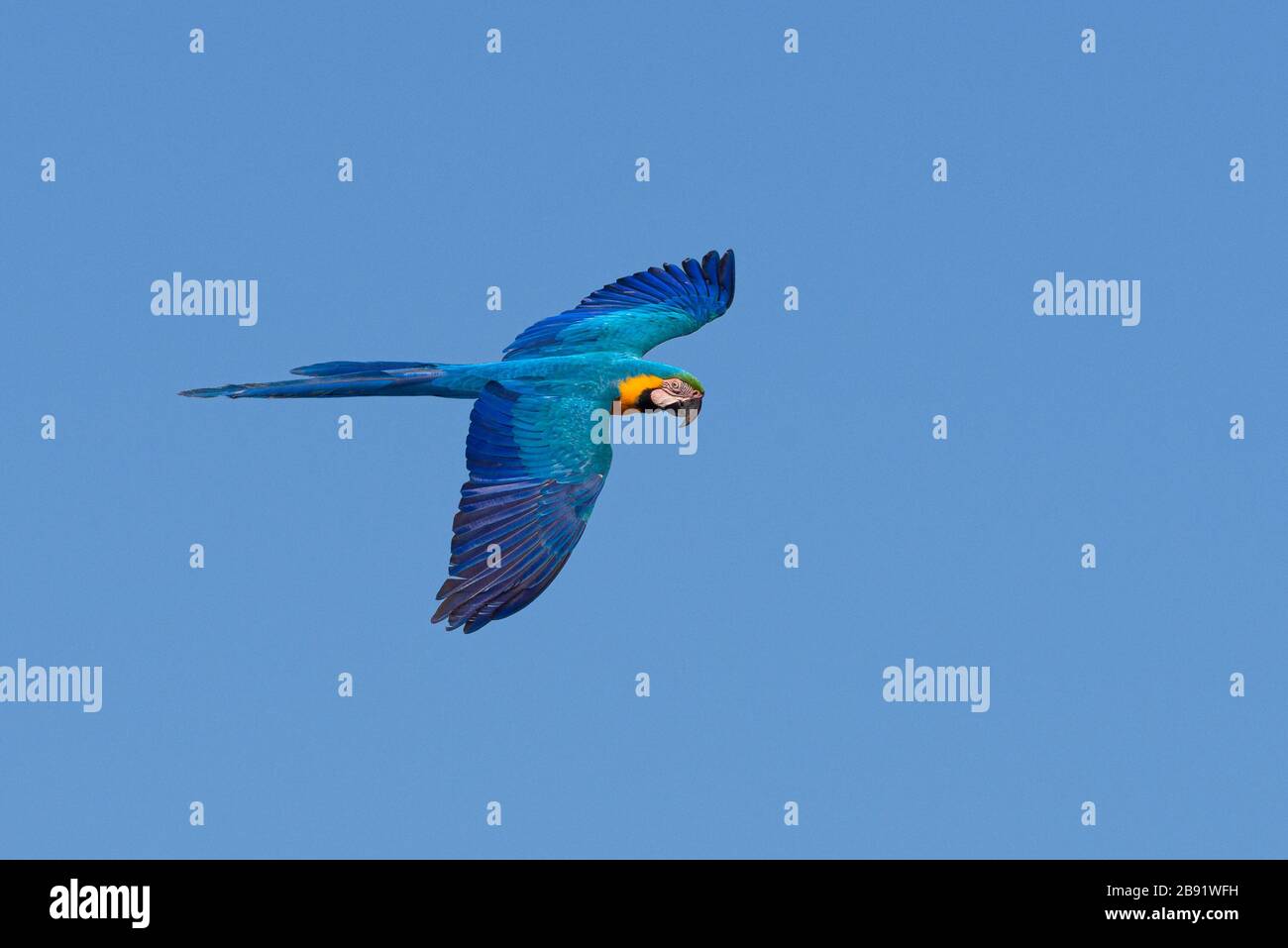 Una guacamaya azul y amarilla silvestre (Ara ararauna) volando en Brasil Foto de stock