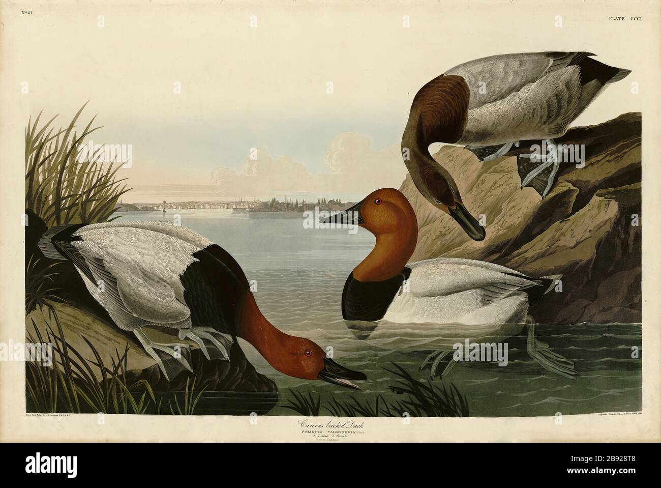 Plato 301 Pato con reverso de lienzo (Canvasback) el folio Birds of America (1827–1839) de John James Audubon - imagen editada de alta resolución y calidad Foto de stock