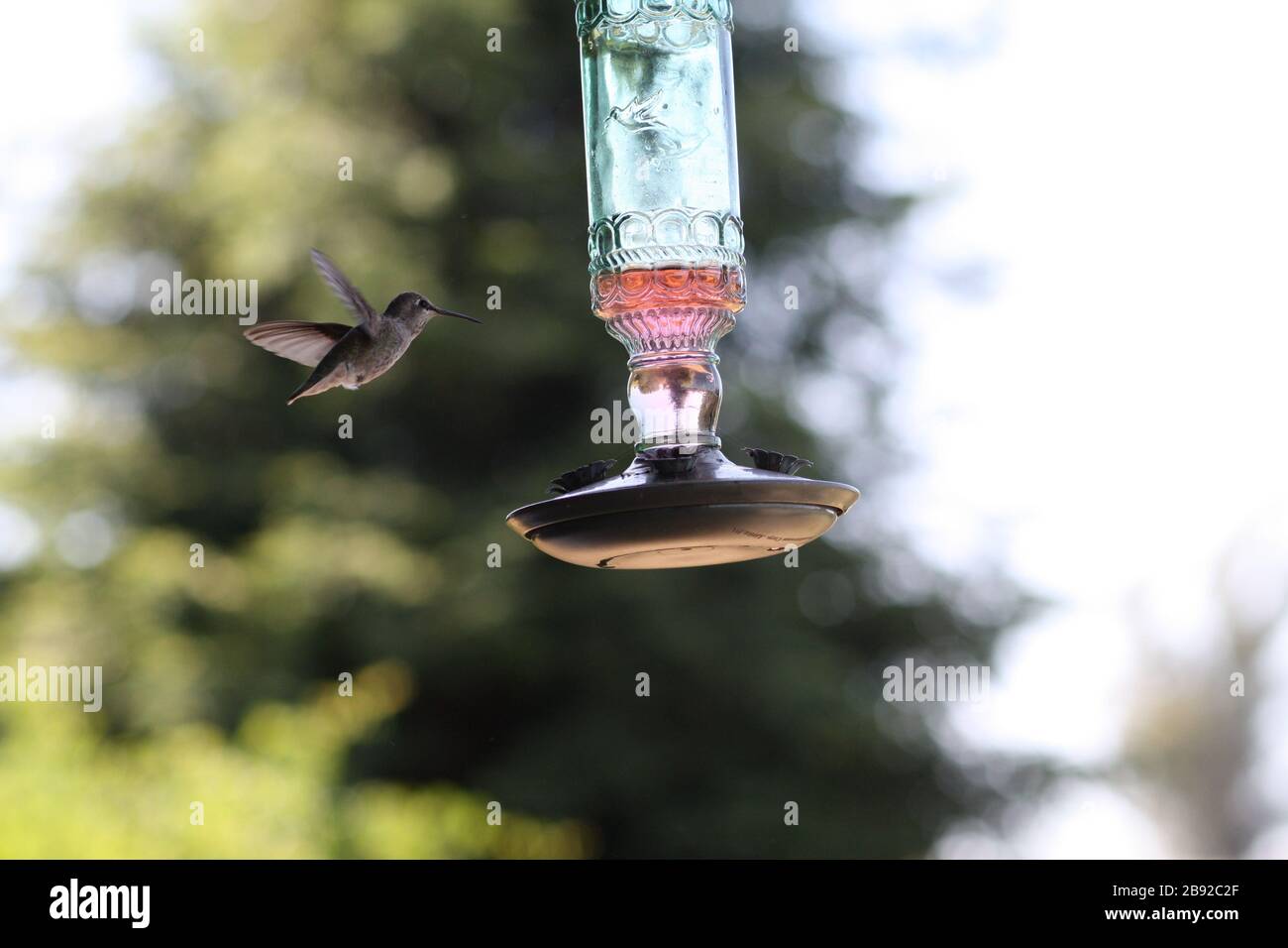 Alimentación de aves en Santa Rosa California Foto de stock