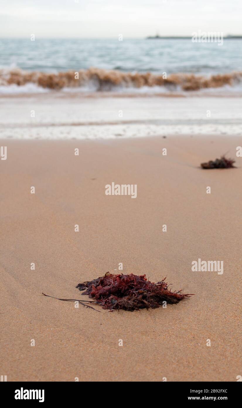 Algas rojas en la playa de arena de Cascais, Portugal Foto de stock