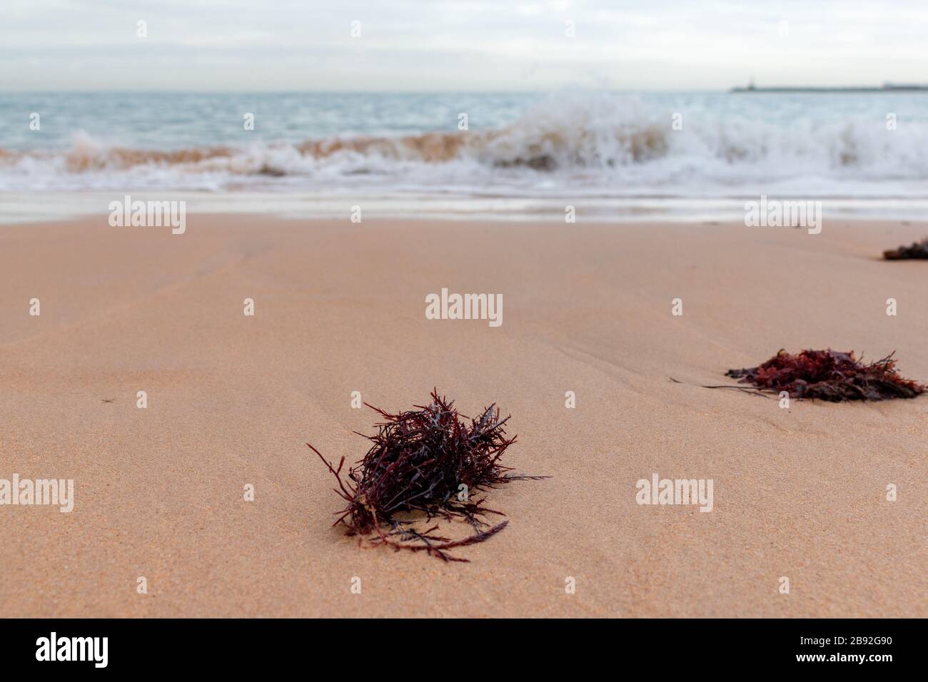 Algas rojas en la playa de arena de Cascais, Portugal Foto de stock