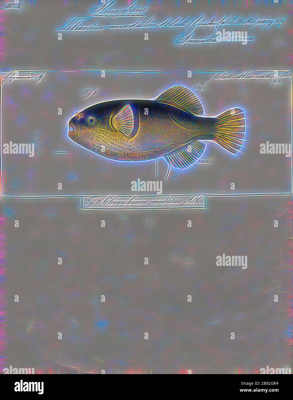 El Pez Dorado Es Vertebrado O Invertebrado De escamas de pescado en la luz dorada toma una foto Fotografía de stock -  Alamy