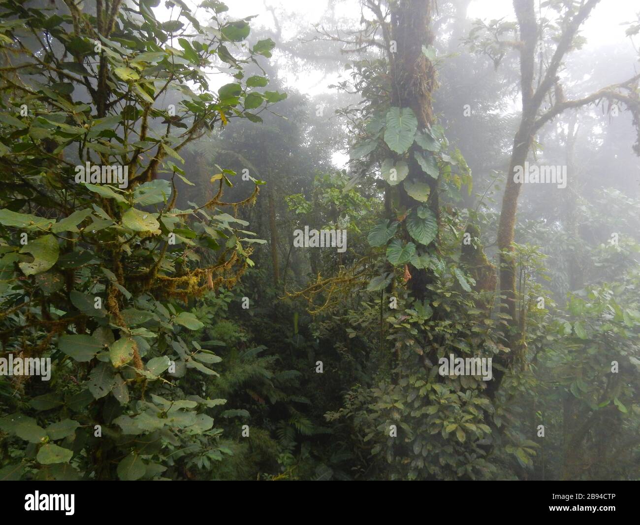 Dosel de un bosque nuboso en Monteverde, Costa Rica Foto de stock