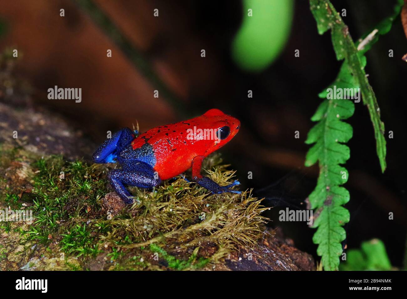 La rana de fresa venenosa-dardo (Oophaga pumilio) de Costa Rica Foto de stock