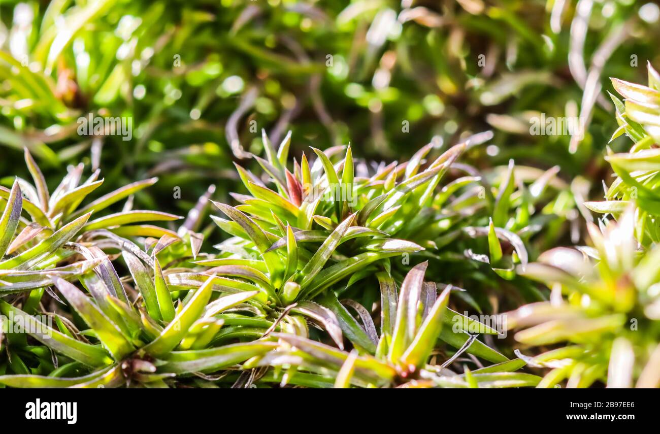 Fondo verde de tallos largos, follaje y brotes de flores Creeping Phlox en el jardín. Fondo de la naturaleza, concepto botánico Foto de stock