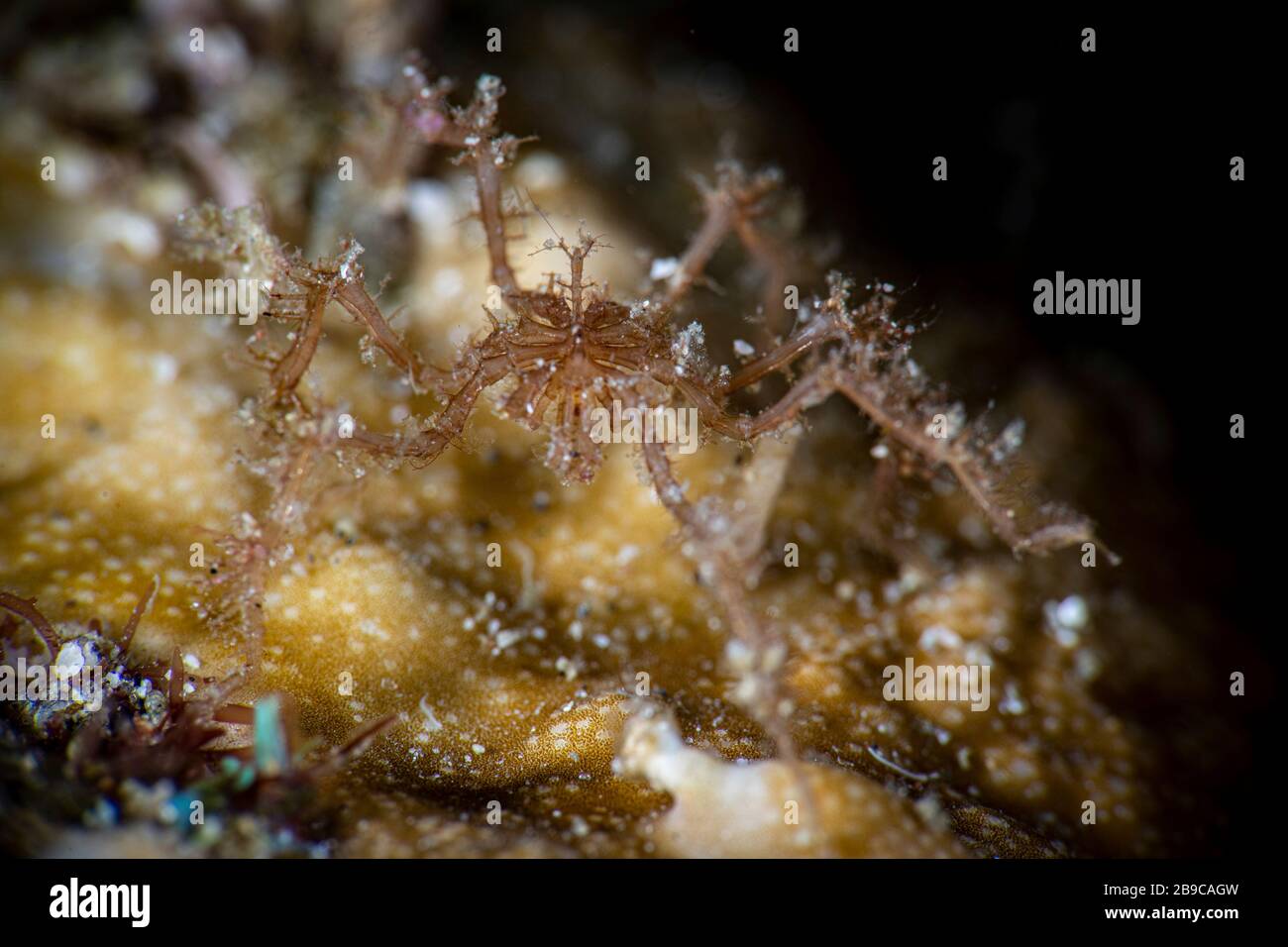 Una araña subacuática caminando sobre el coral, Anilao, Filipinas. Foto de stock