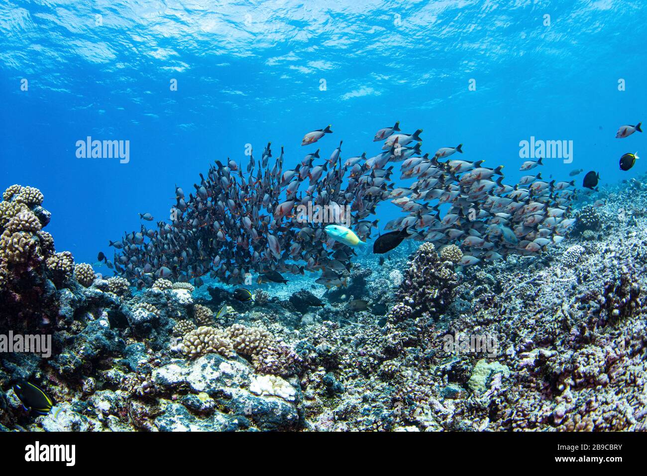 Una gran escuela de peces se lanza sobre un arrecife en Tahití, Polinesia Francesa. Foto de stock