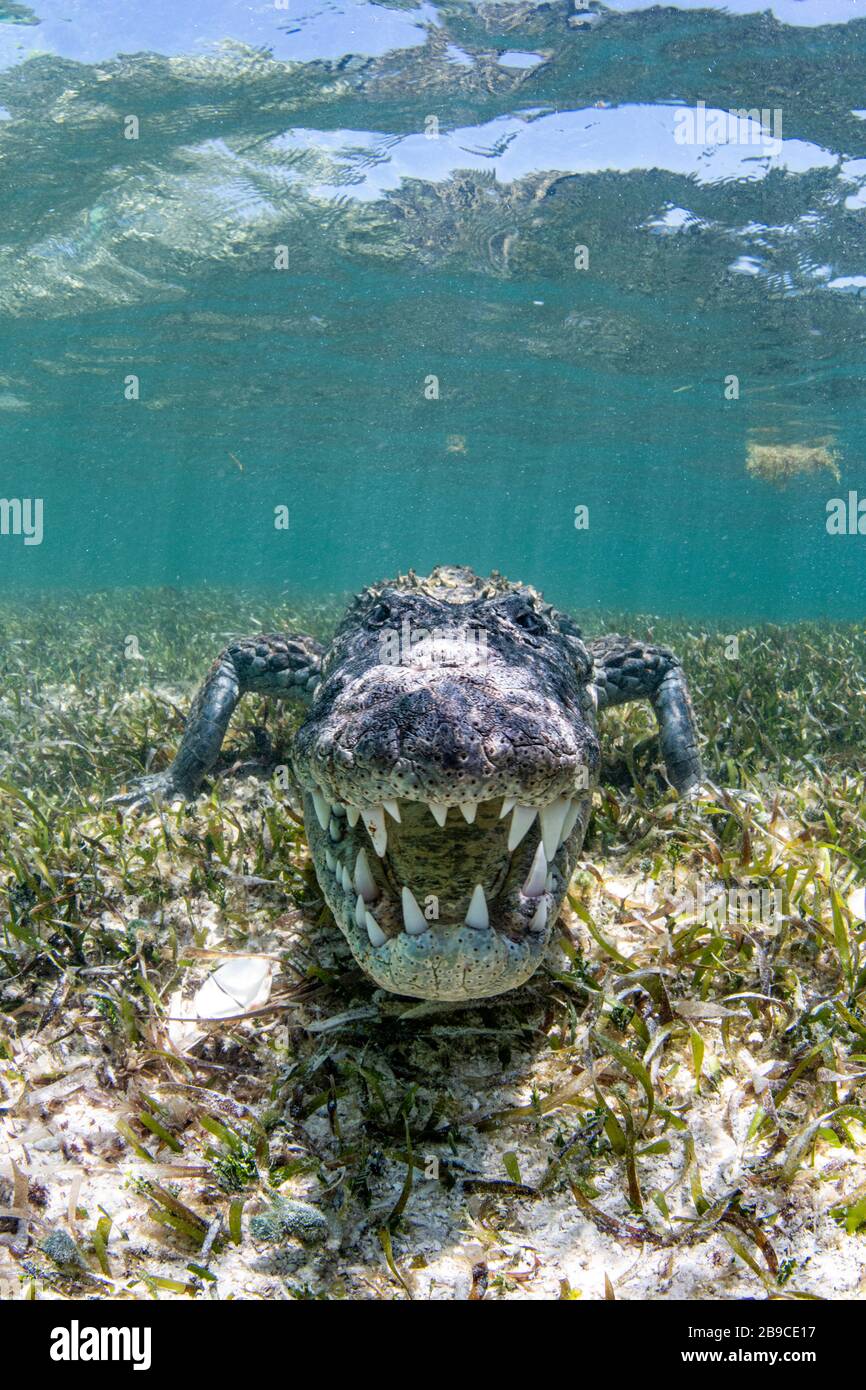 Un cocodrilo enojado, Mar Caribe, México. Foto de stock