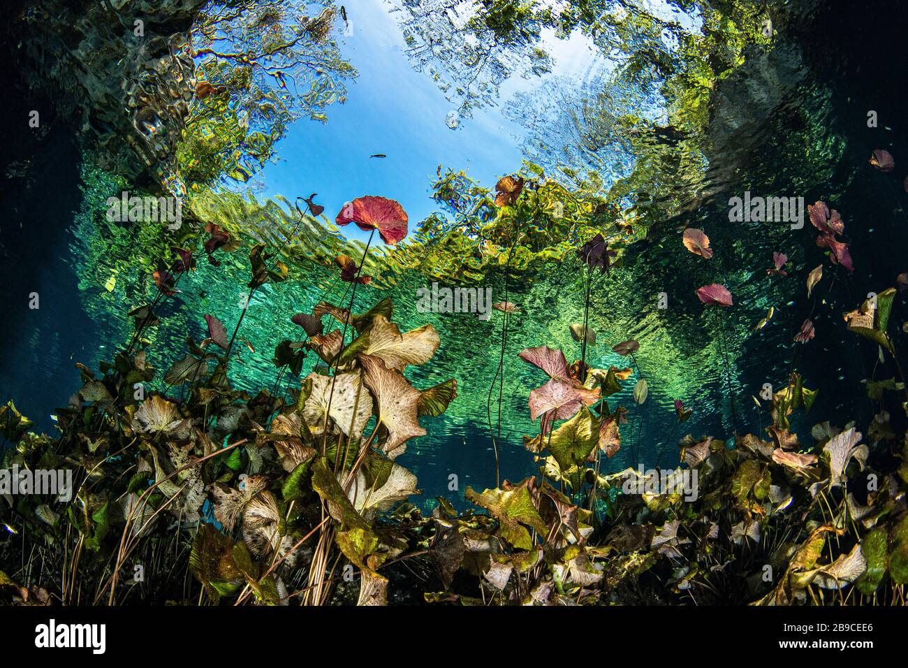 Un jardín de lirios crece en la desembocadura del cenote Nicte ha en México. Foto de stock