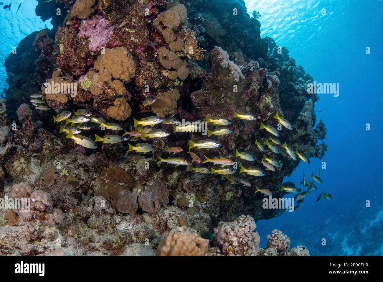 Una escuela de peces rodea una bomba de coral, el Mar Rojo. Foto de stock