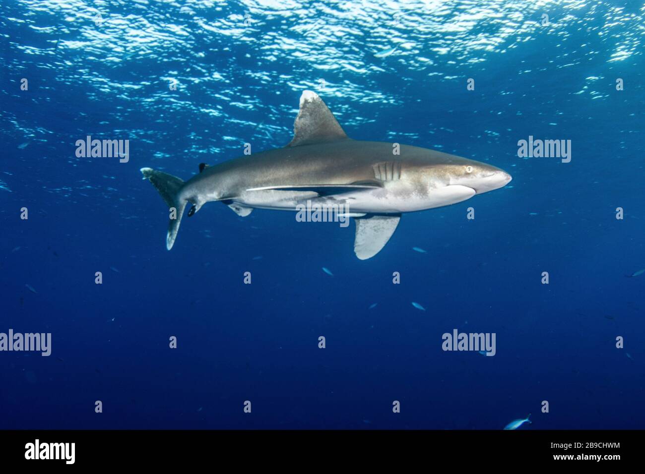 Tiburón oceánico de punta blanca, Mar Rojo. Foto de stock