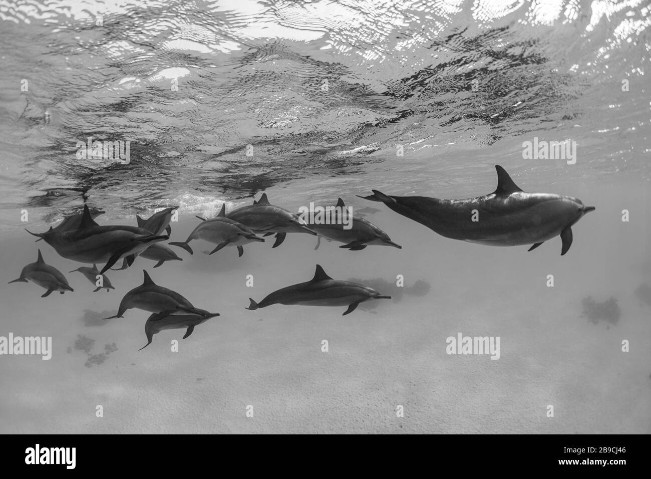 Un grupo de delfines giradores nadan justo debajo de la superficie, el Mar Rojo. Foto de stock