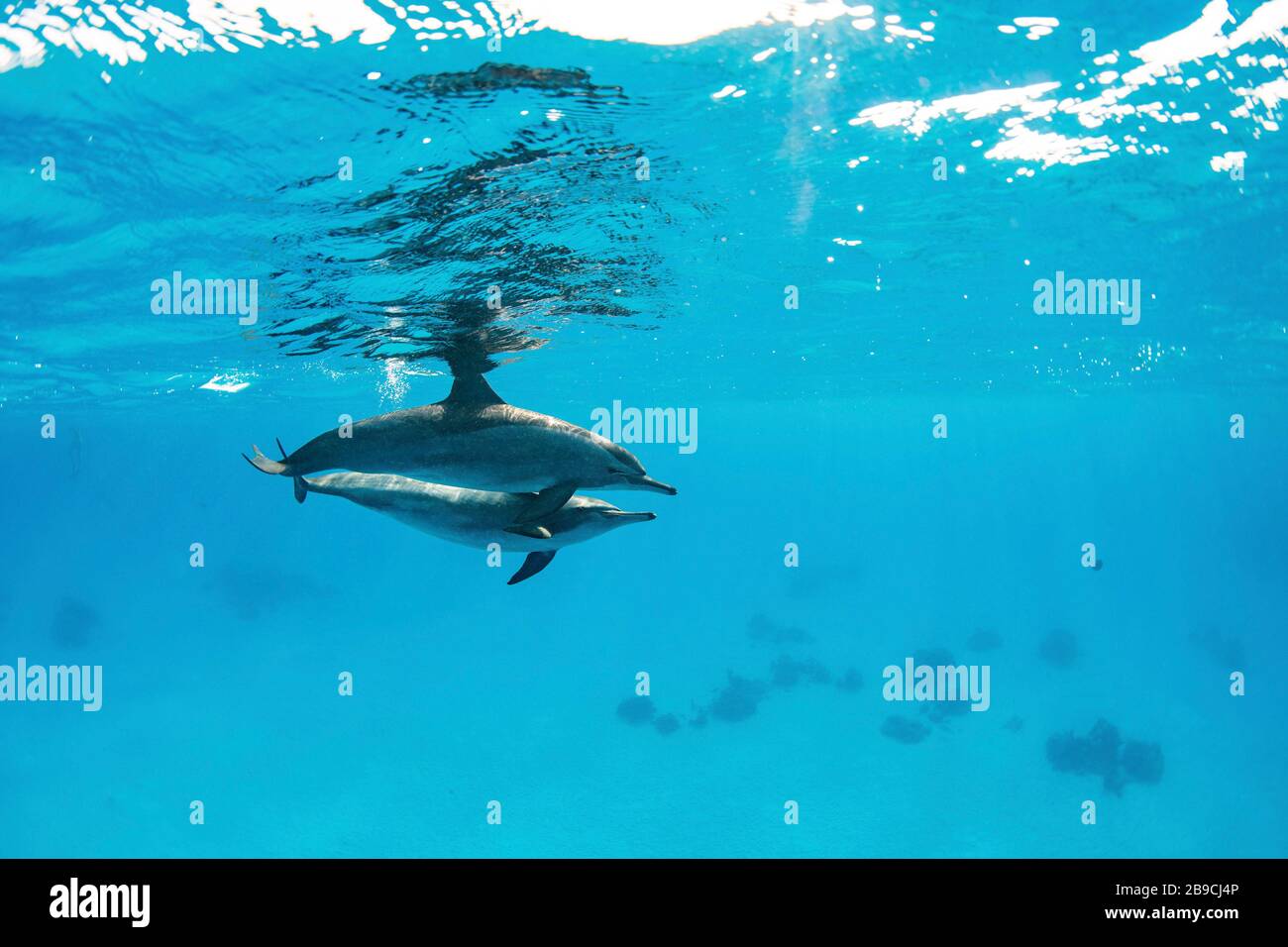 Un par de delfines giradores nadan justo debajo de la superficie, el Mar Rojo. Foto de stock