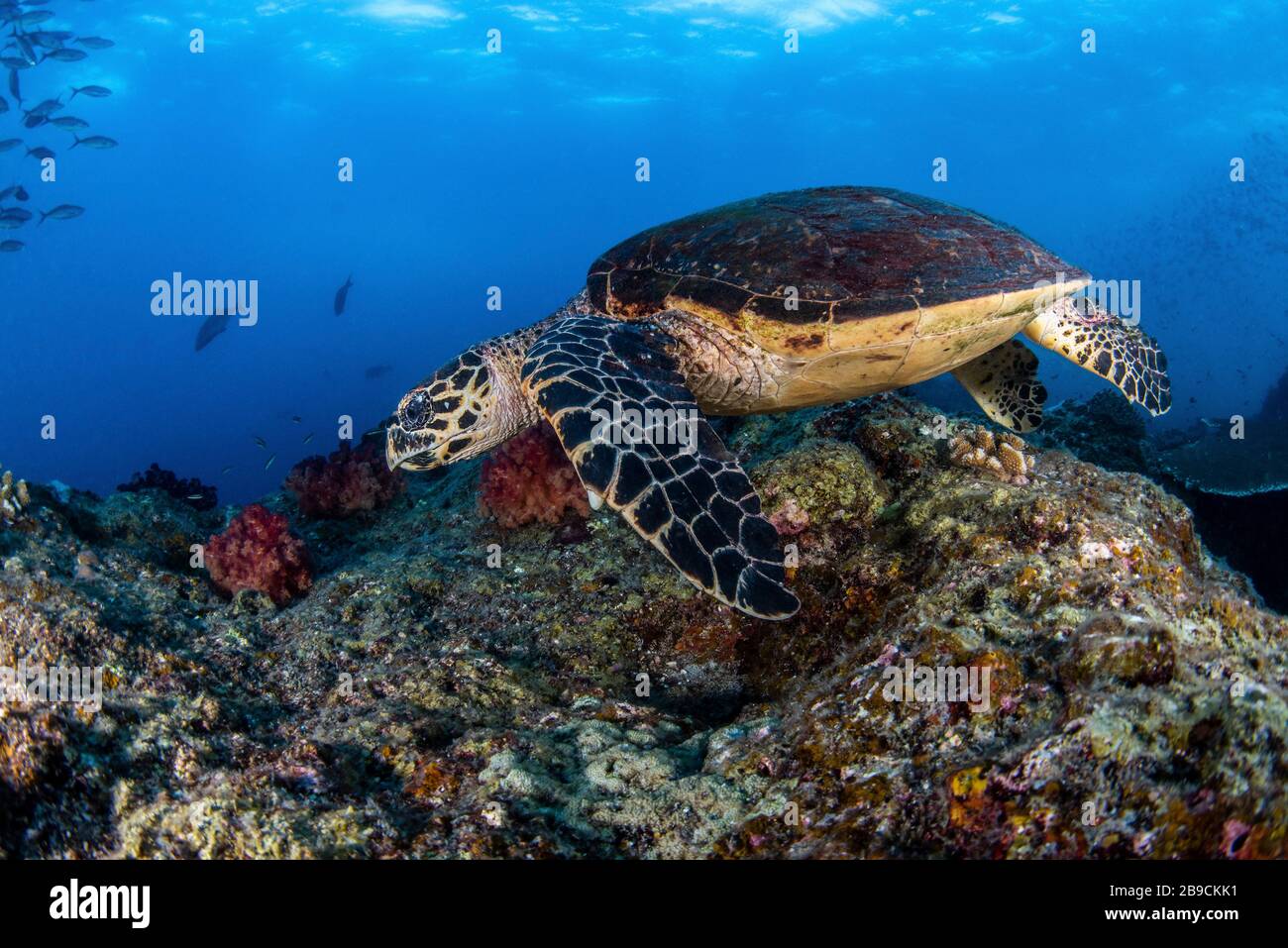 Una tortuga carey se desliza sobre un arrecife en busca de una comida, Raja Ampat, Indonesia. Foto de stock