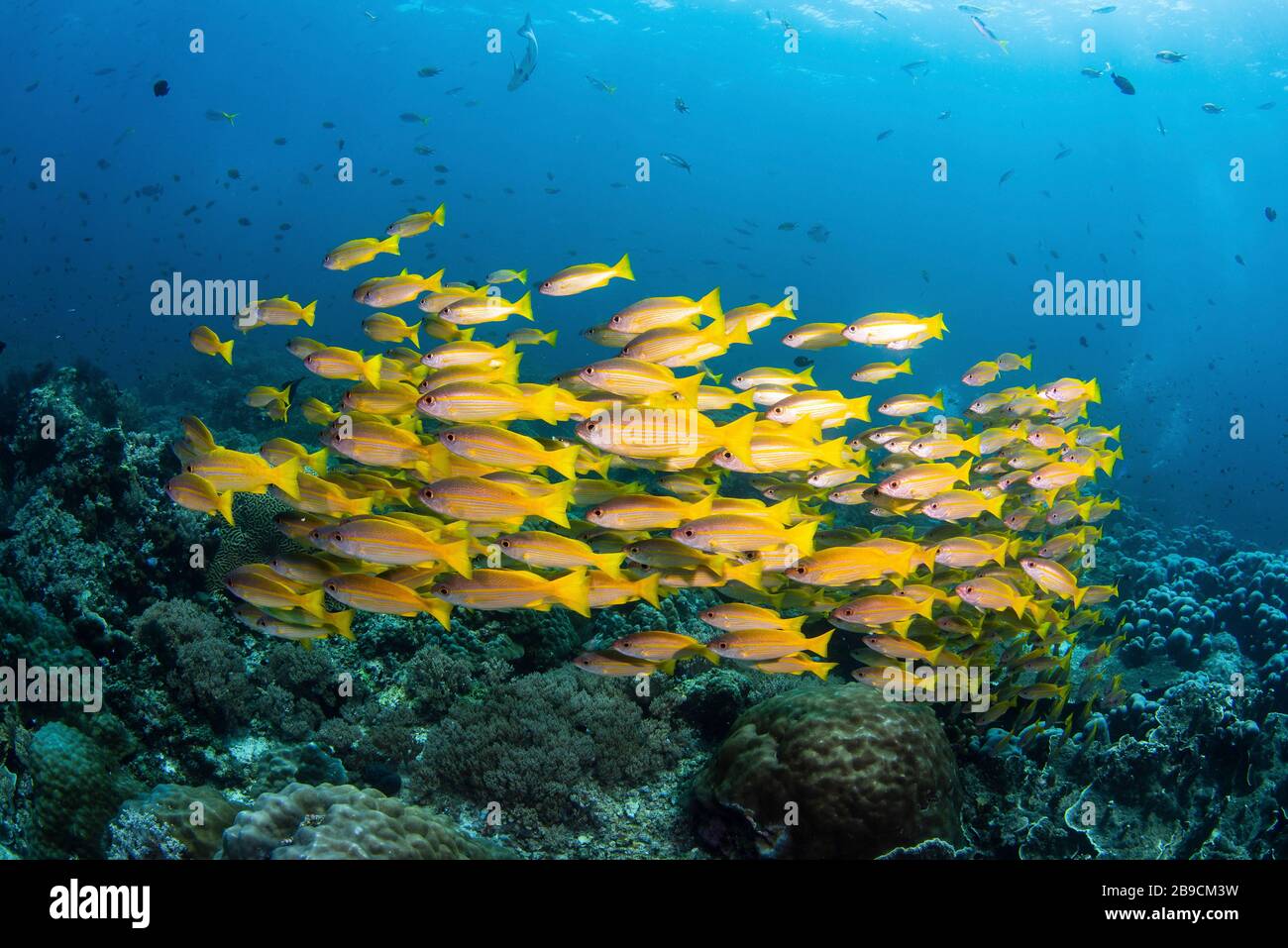 La escolarización de peces de color amarillo intenso se sitúa sobre un arrecife de coral en Raja Ampat, Indonesia. Foto de stock