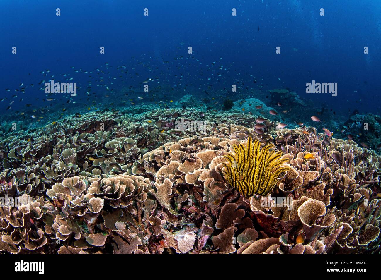 Un gran campo de coral de hoja de col es el hogar de muchos peces de arrecife. Foto de stock