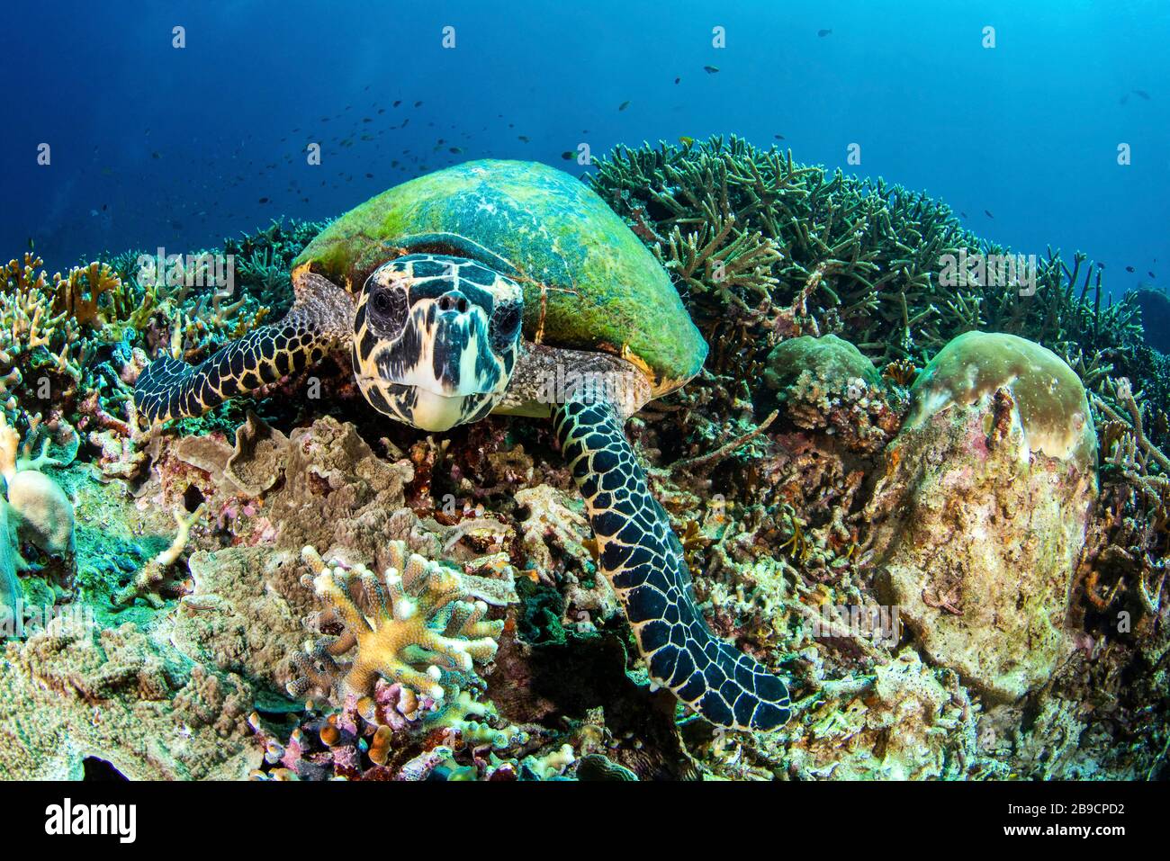 Una tortuga mira su propio reflejo en la lente de la cámara. Foto de stock